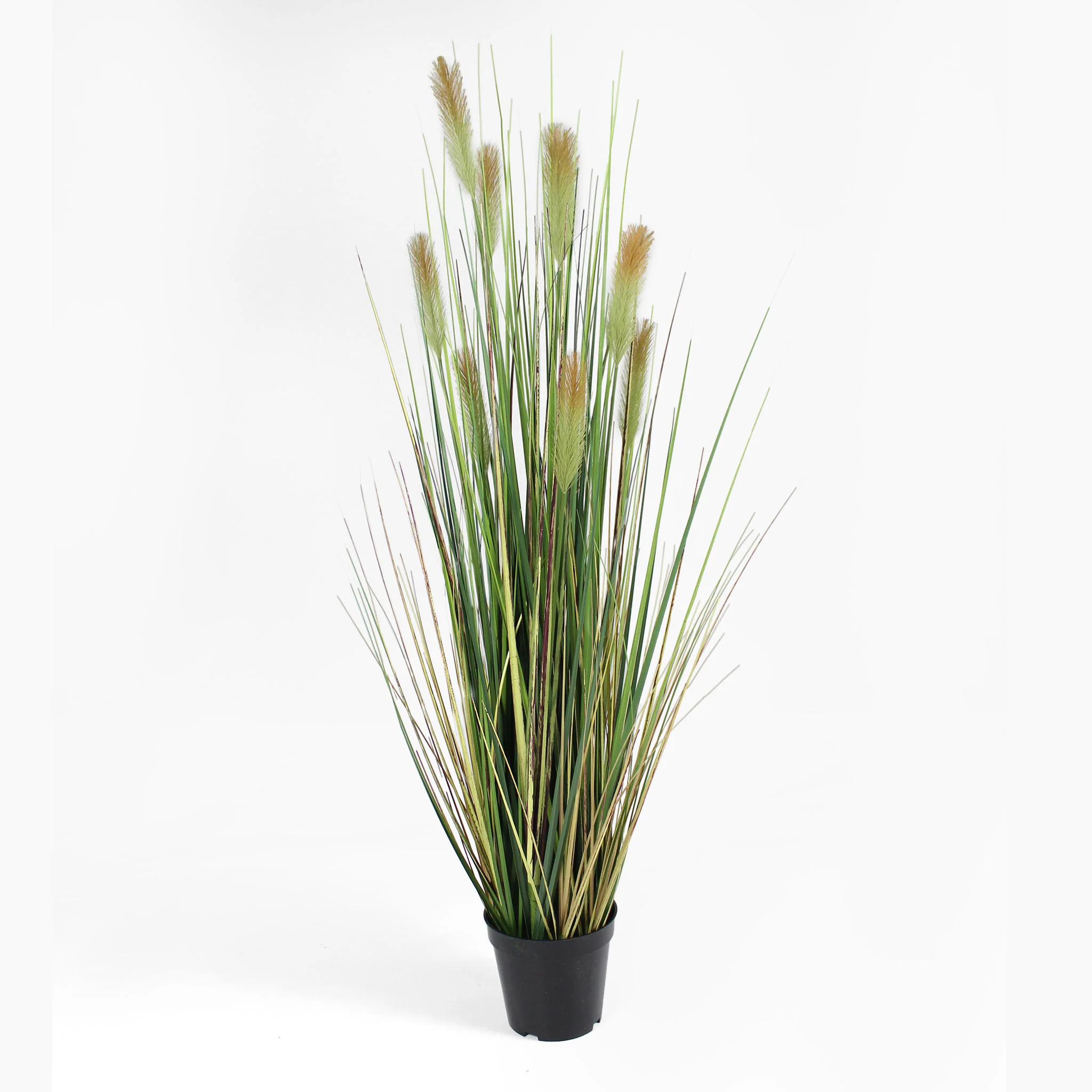 Foxtail grass - Image 5
