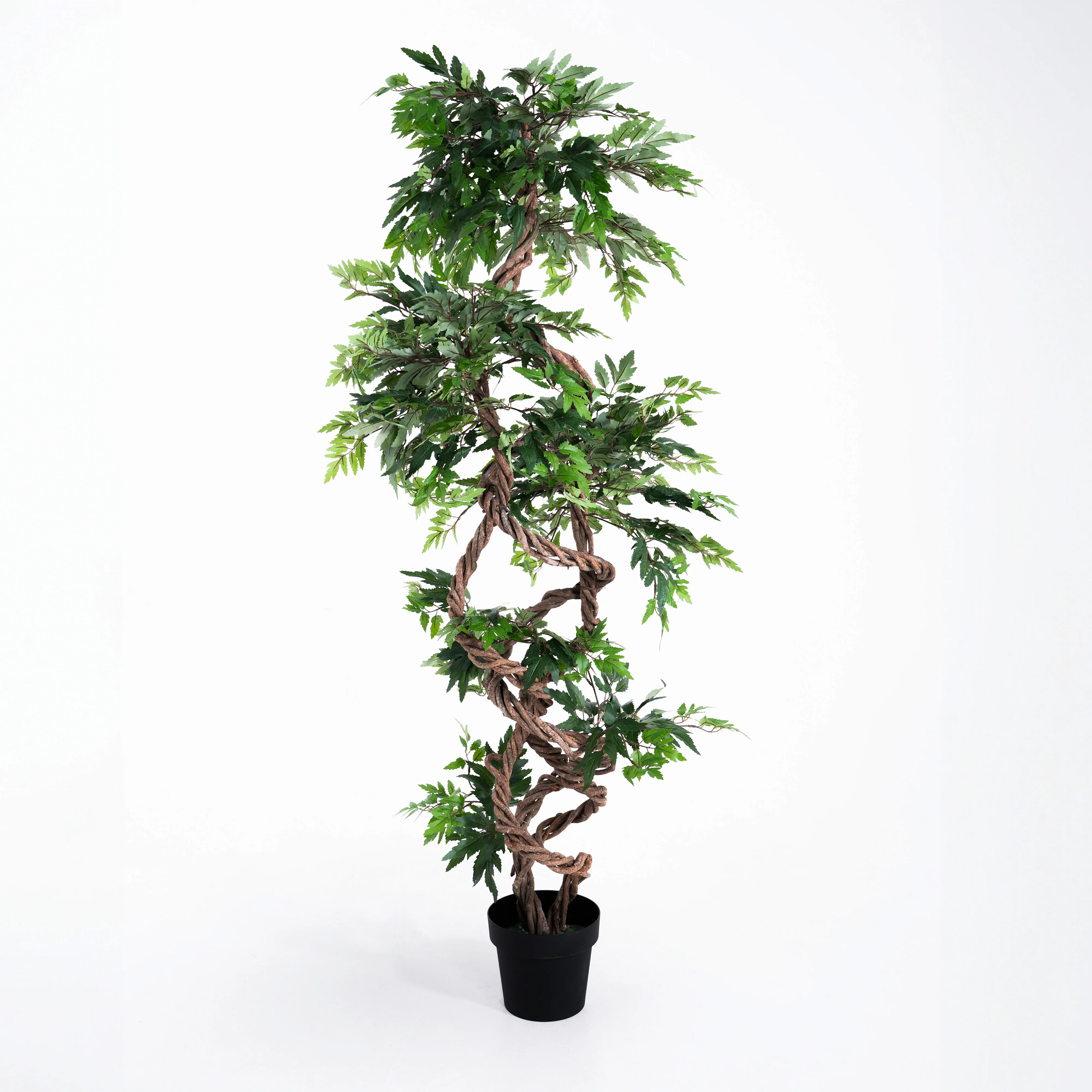 Fruticosa - Image 6