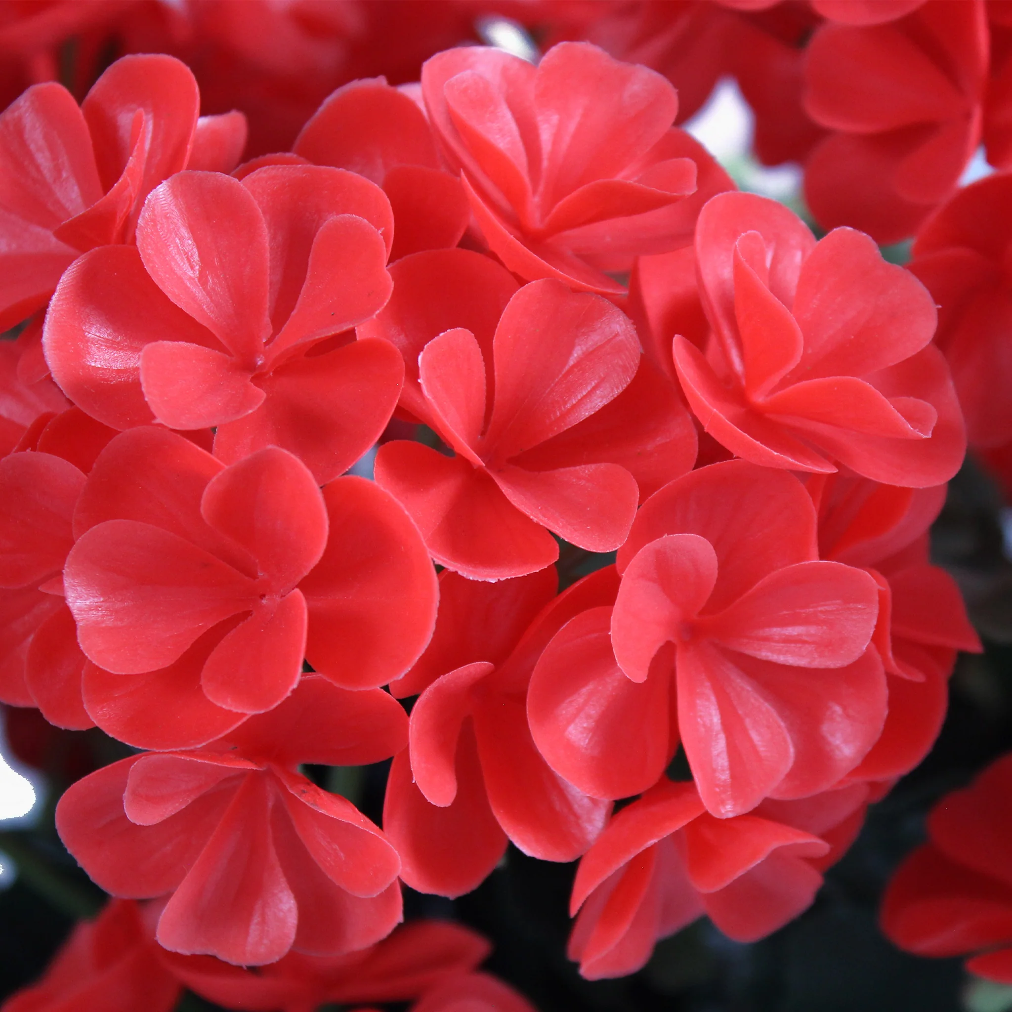 Geranium patio planter - Image 4