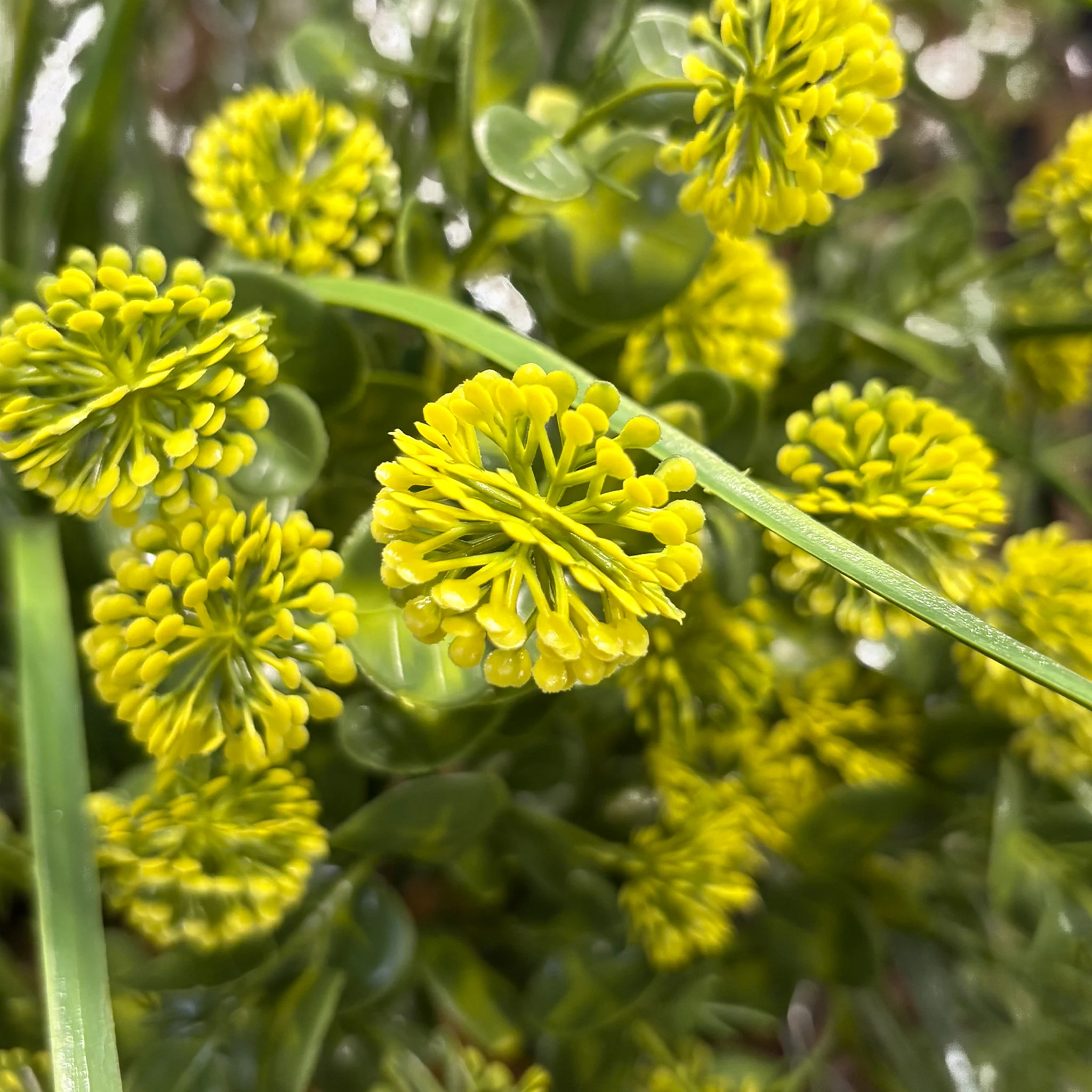 Golden willow falls hanging basket - Image 3