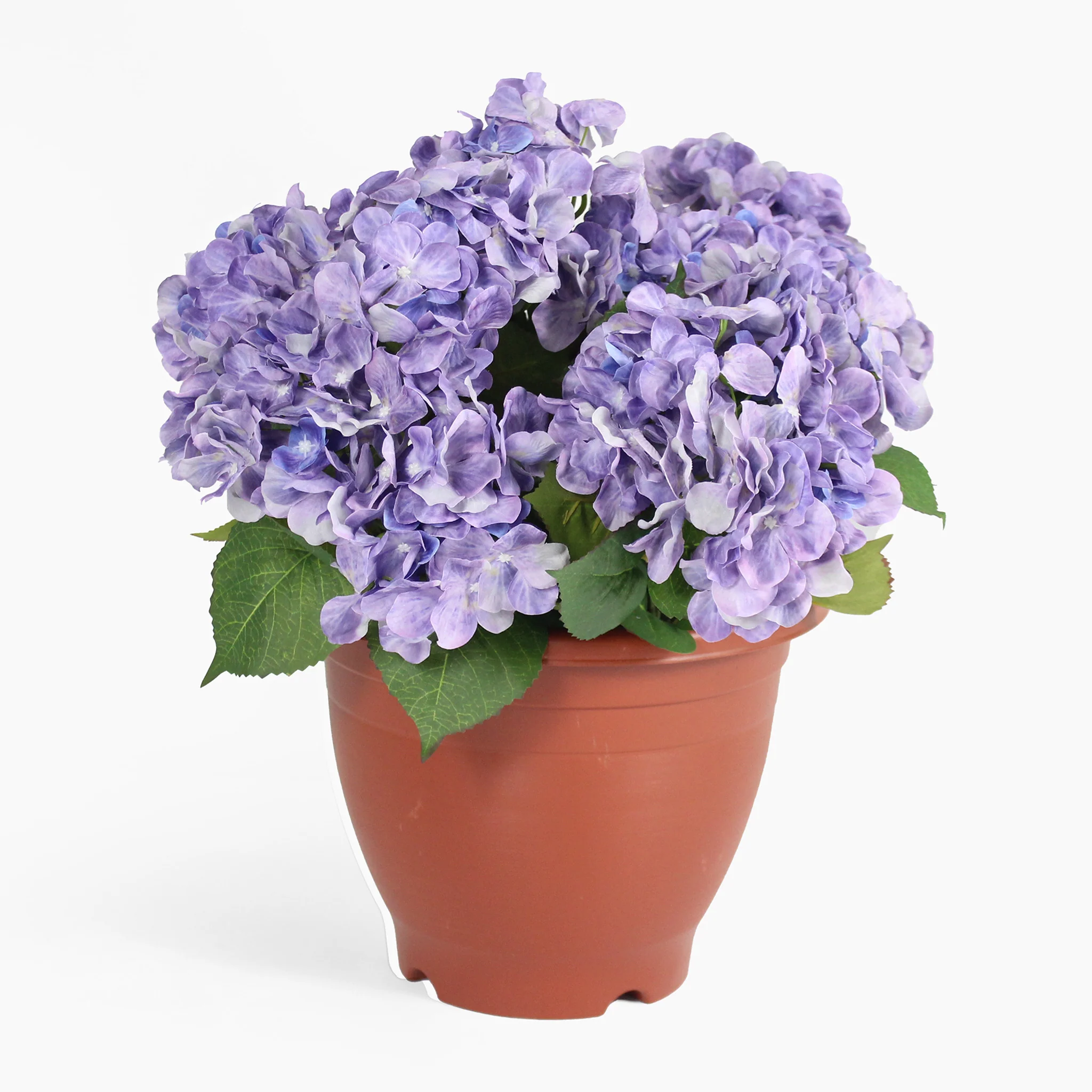 Hydrangea patio planter - Image 3