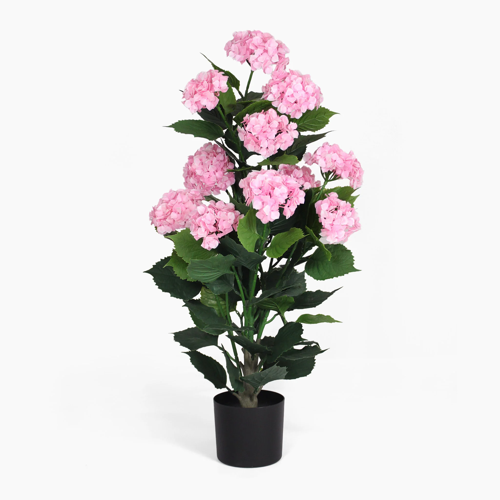 Hydrangea shrub - Image 4