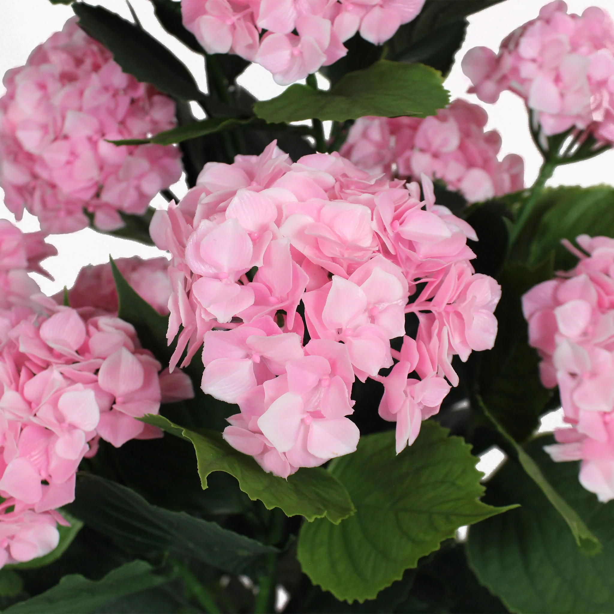 Hydrangea shrub - Image 5