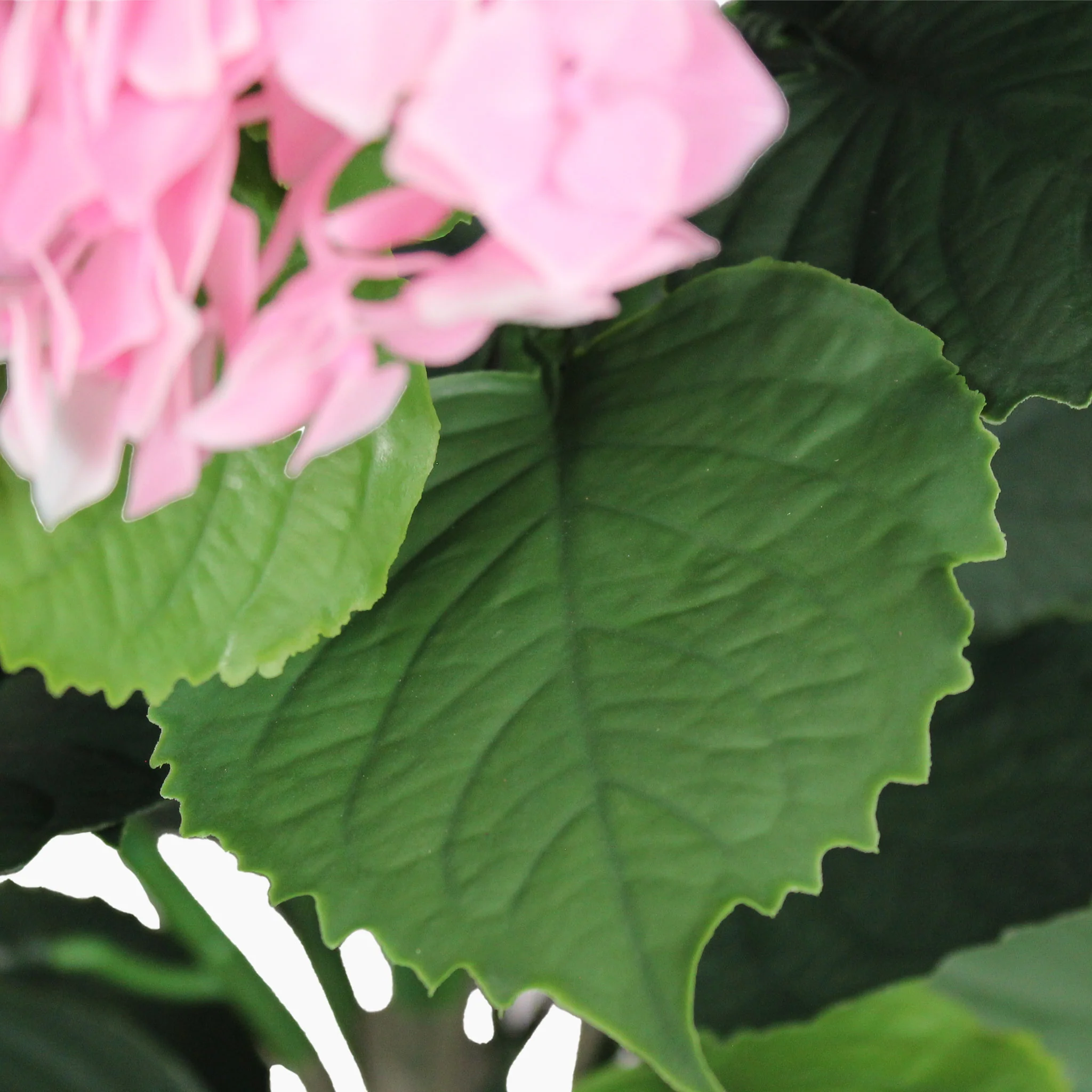 Hydrangea shrub - Image 6