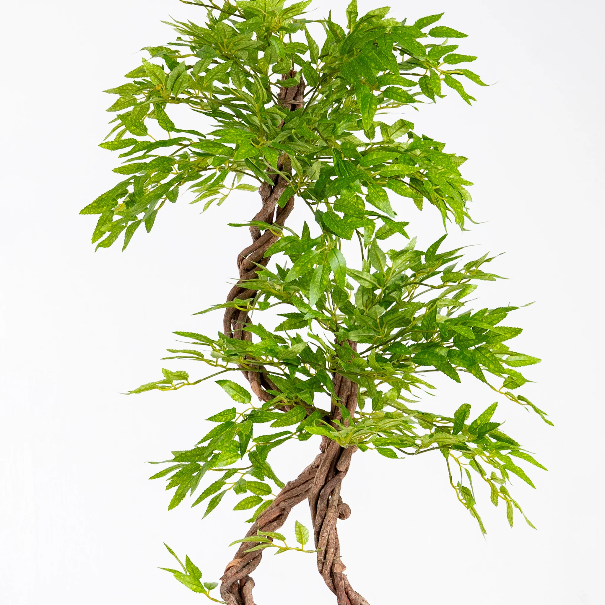 Japanese fruticosa - Image 3