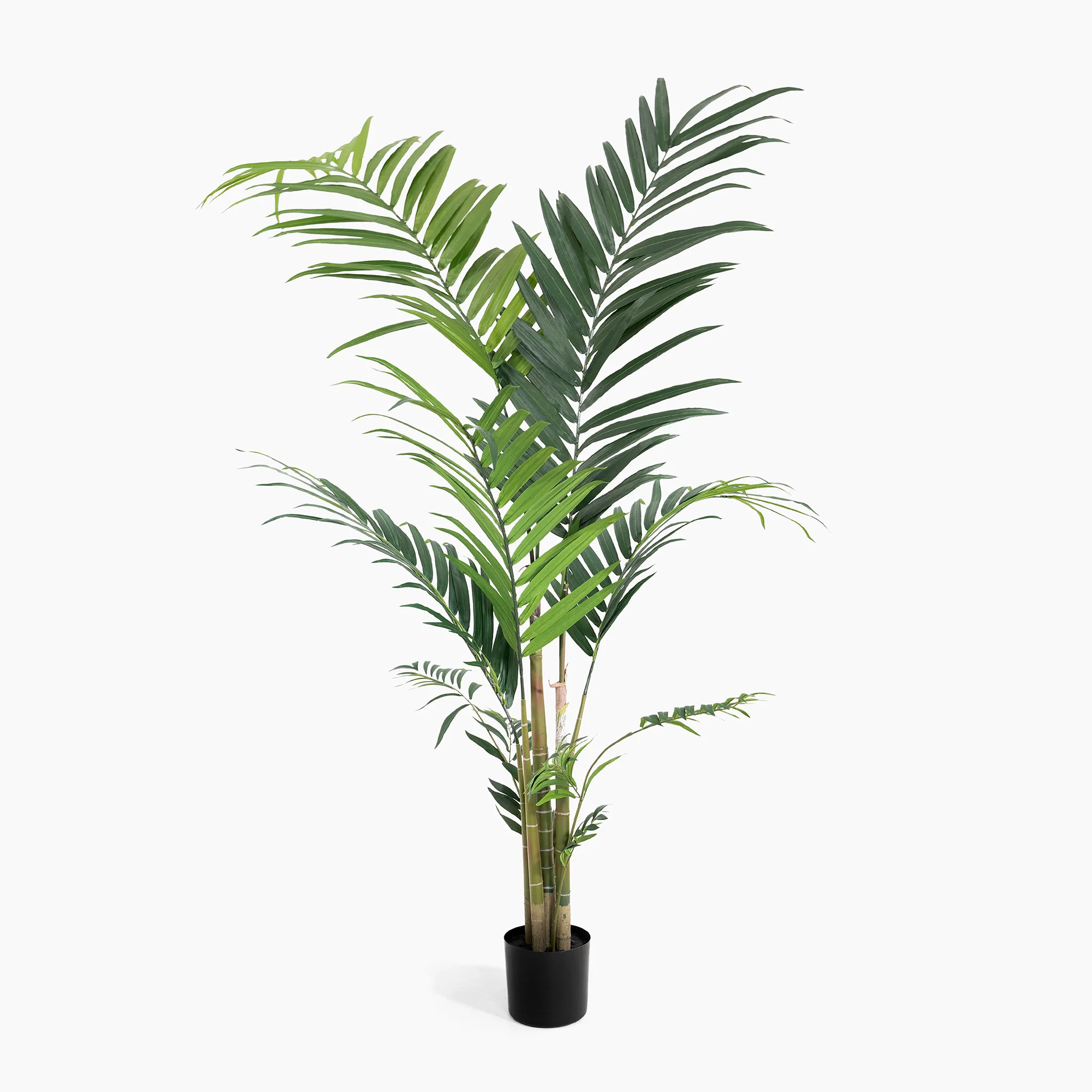 Kentia palm - Image 4