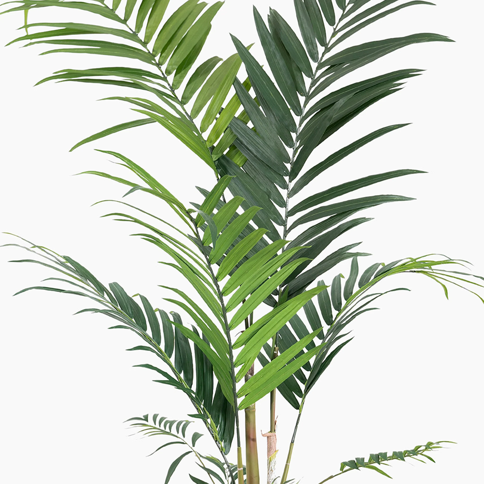 Kentia palm - Image 5