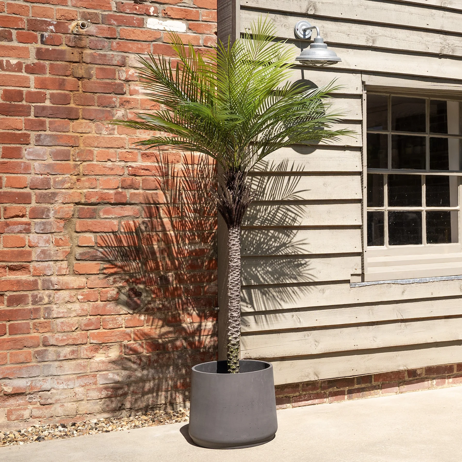 King palm tree - Image 3