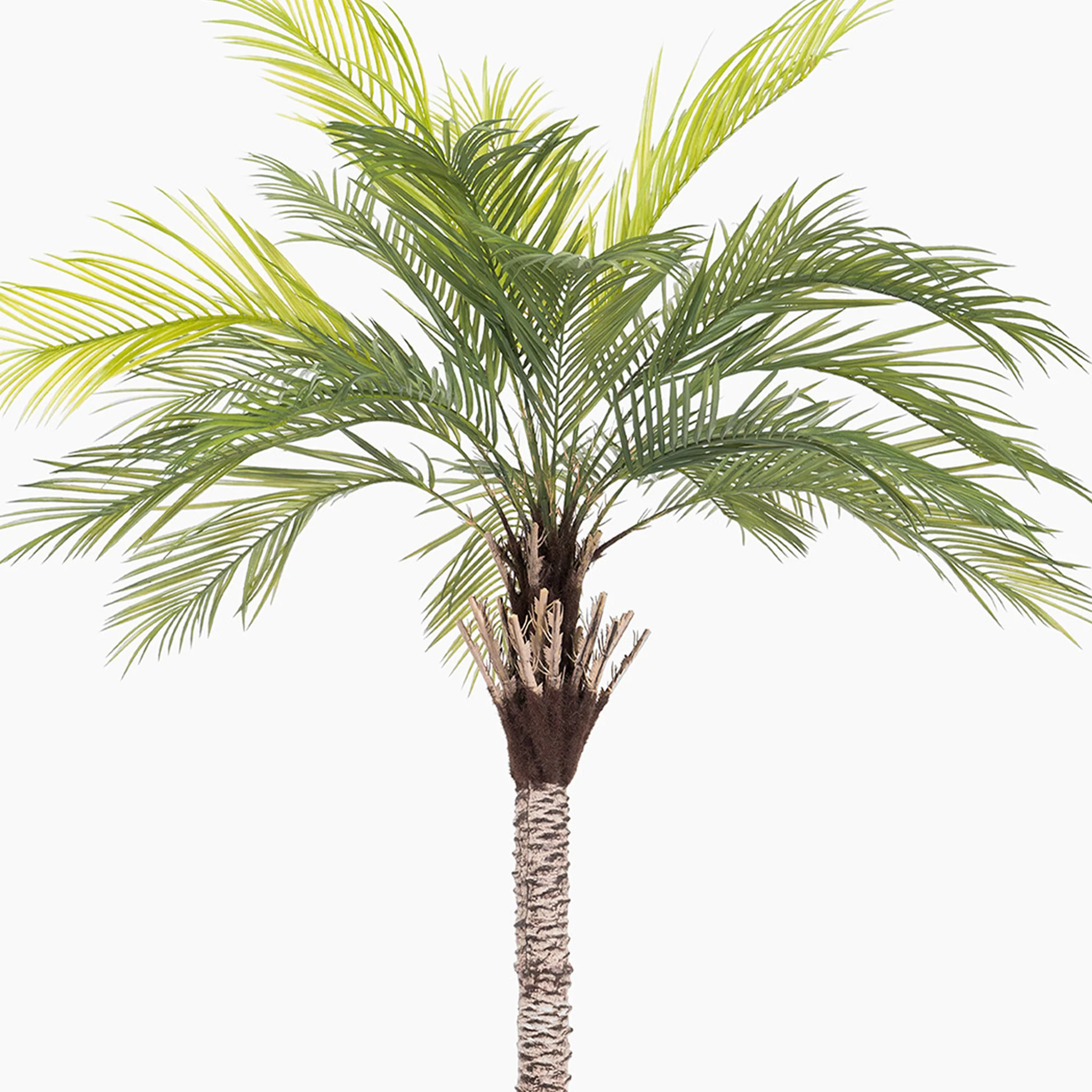 King palm tree - Image 4