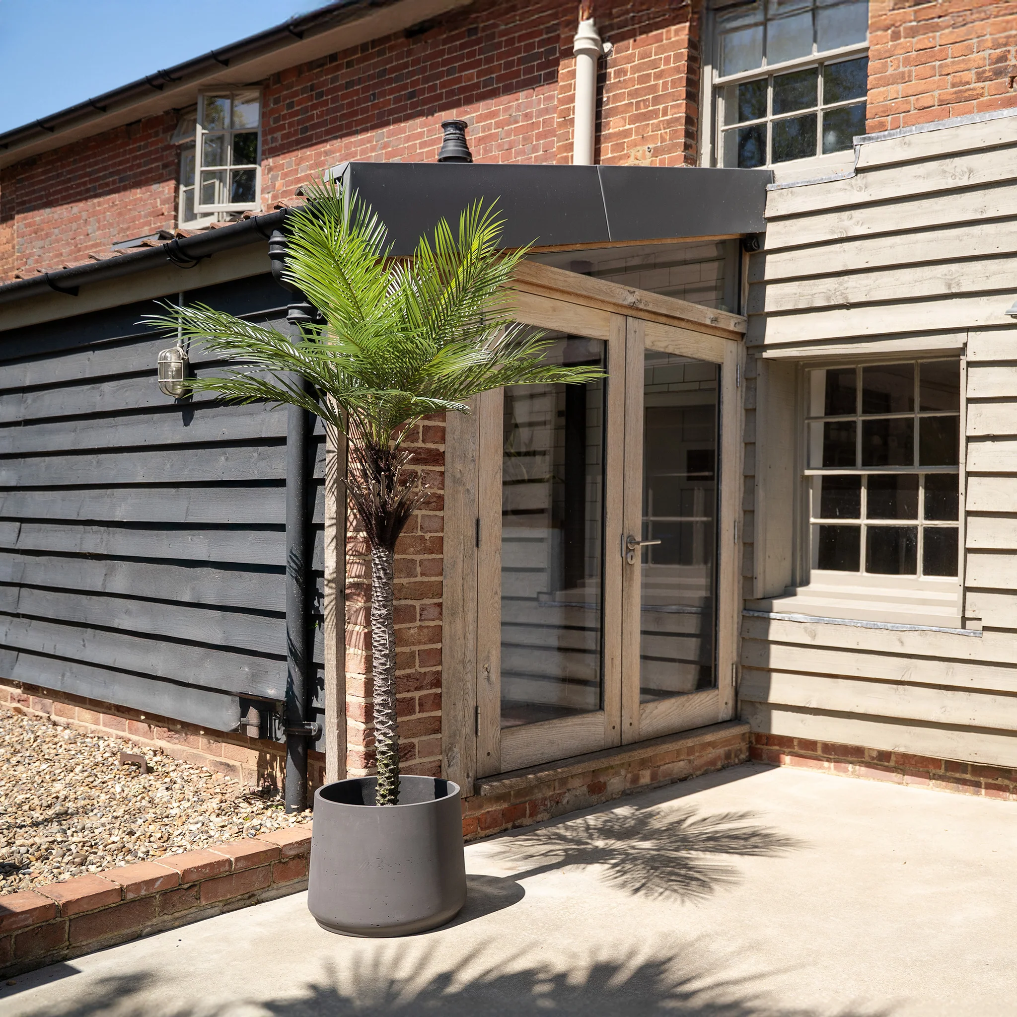 King palm tree - Image 6