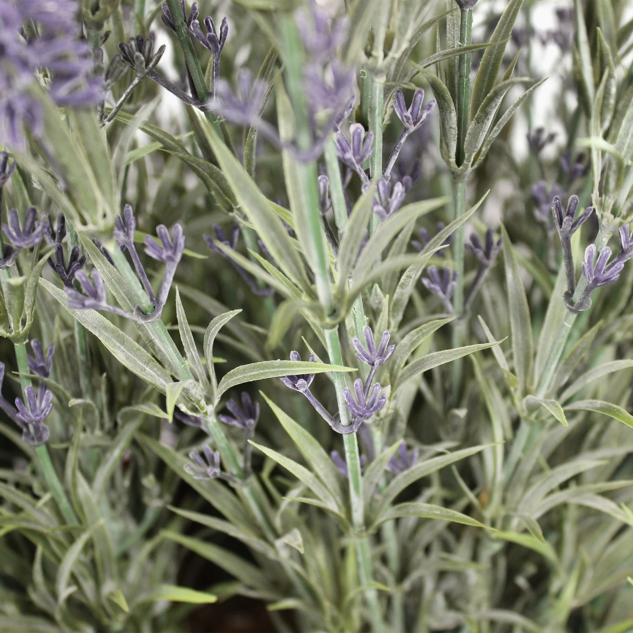 Lavender patio planter - Image 6