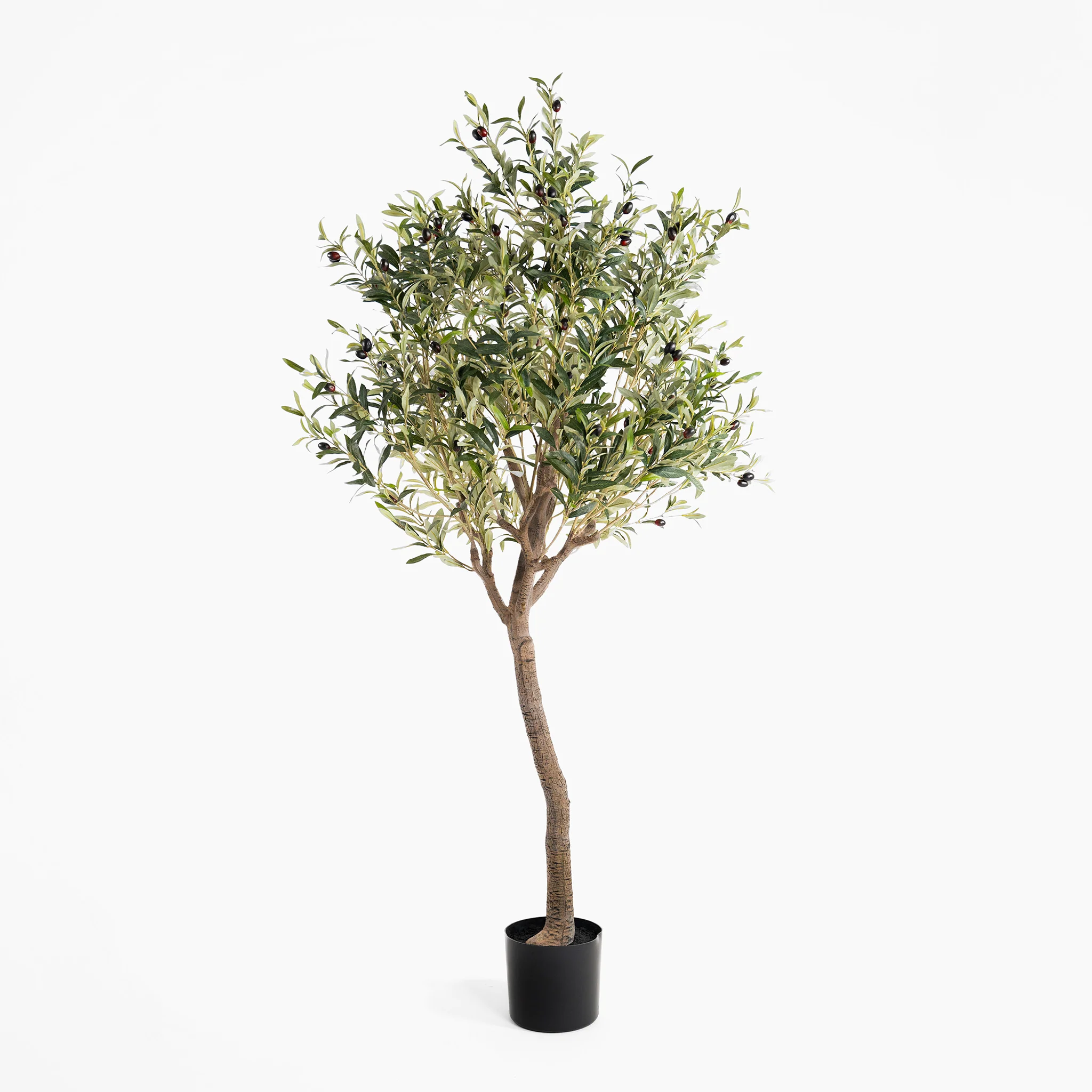Ligurian olive tree - Image 4
