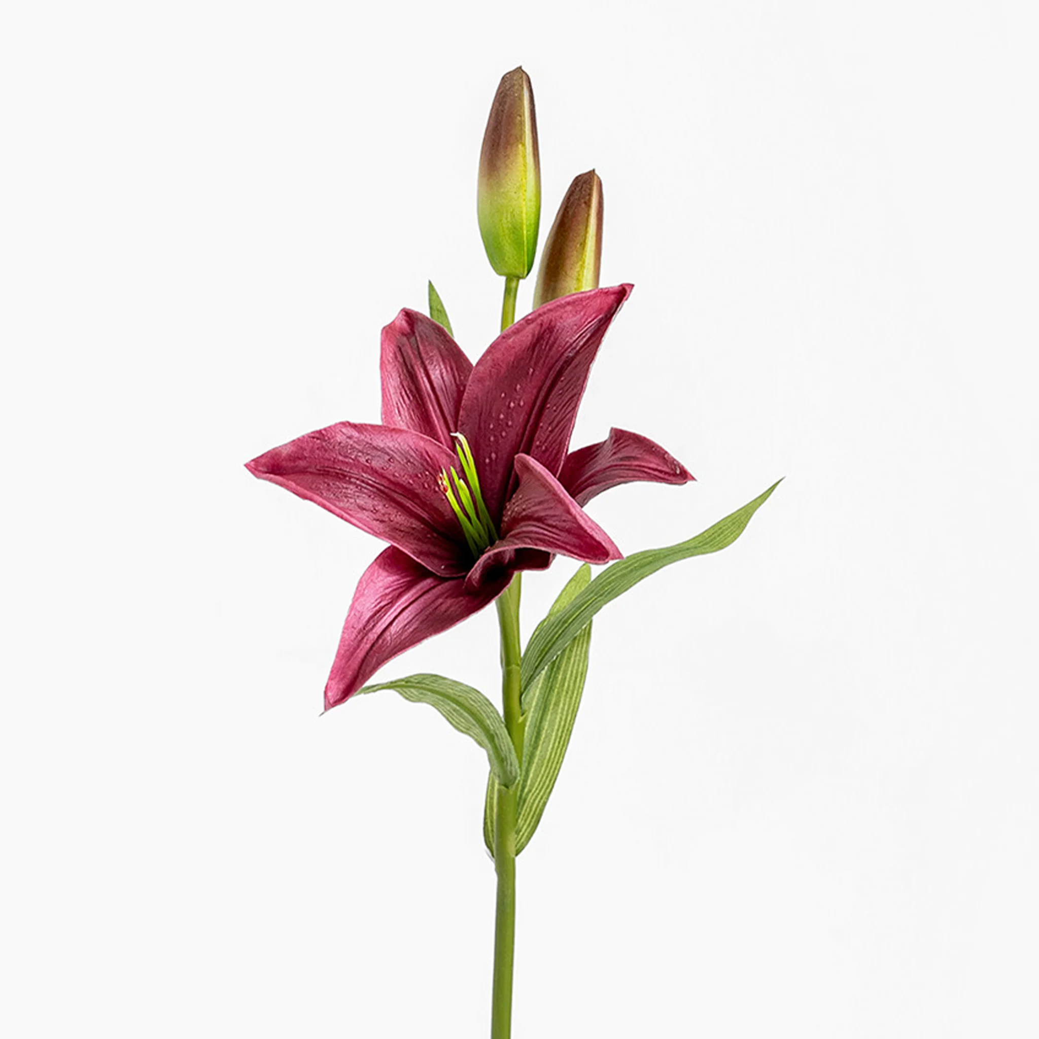 Lily stem - Image 3