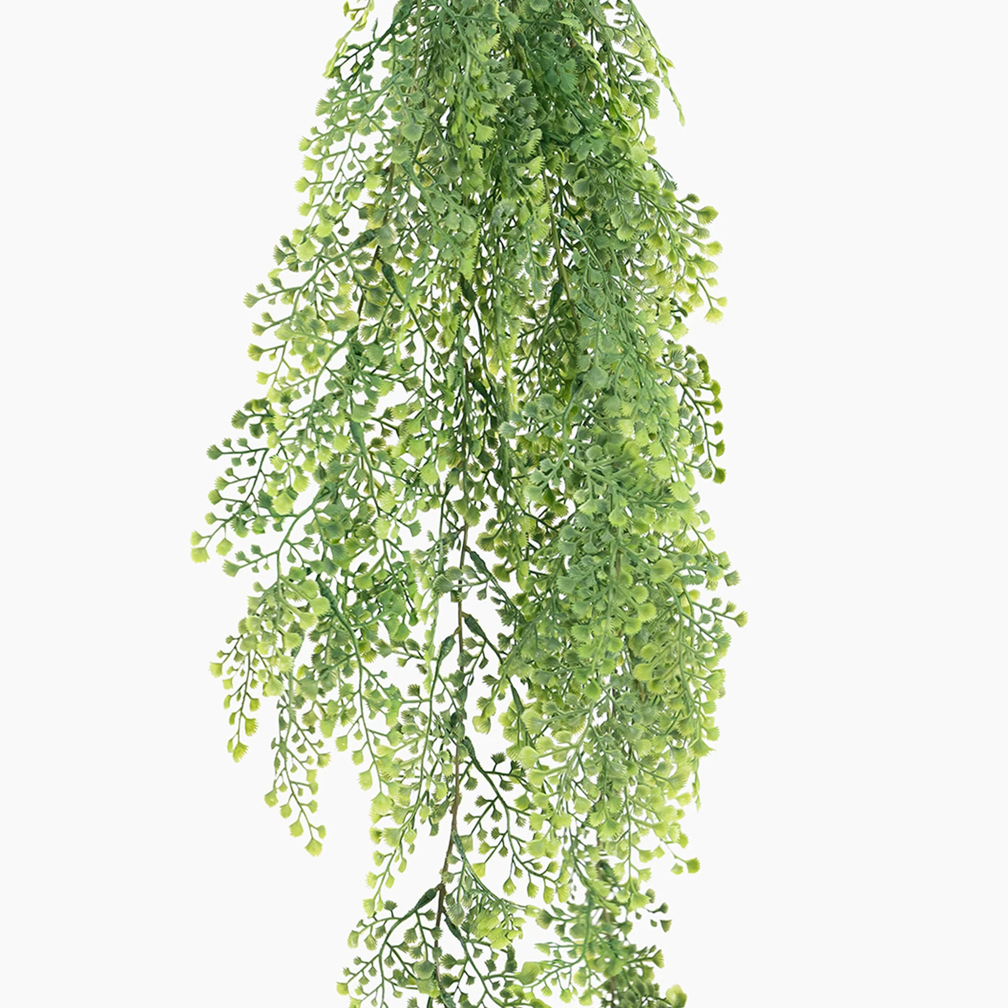 Maidenhair fern hanging bush - Image 3