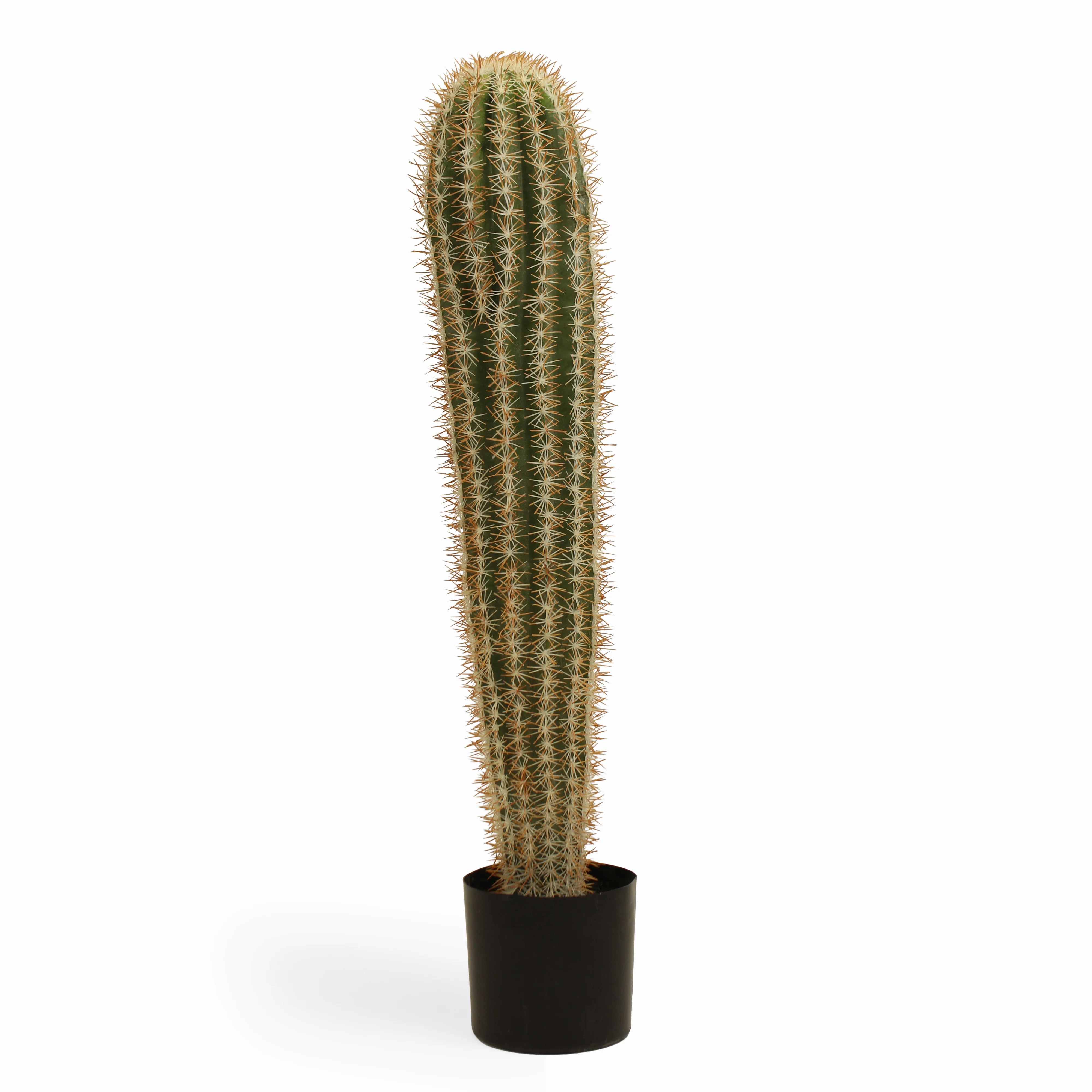 Mexican giant cactus - Image 3