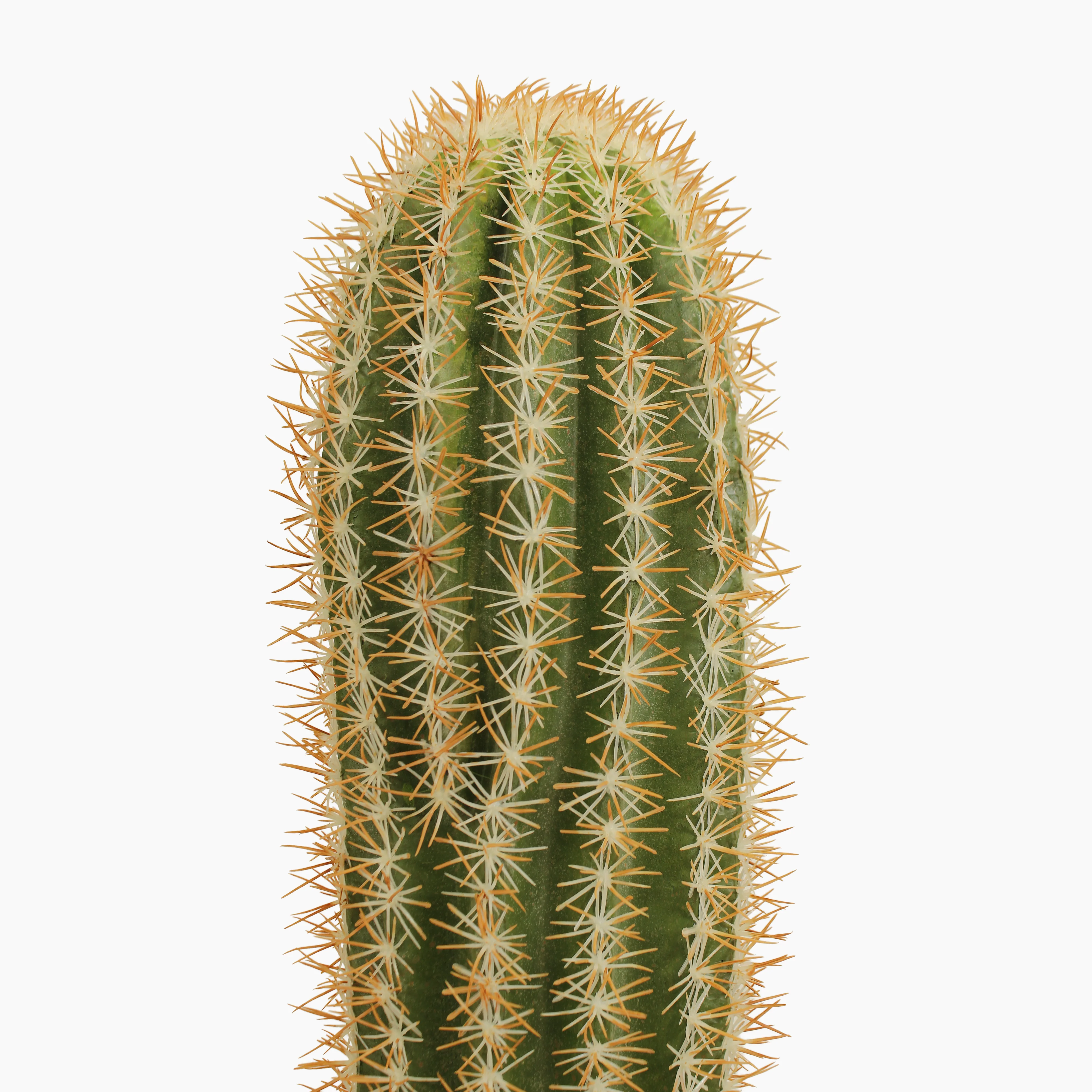 Mexican giant cactus - Image 4