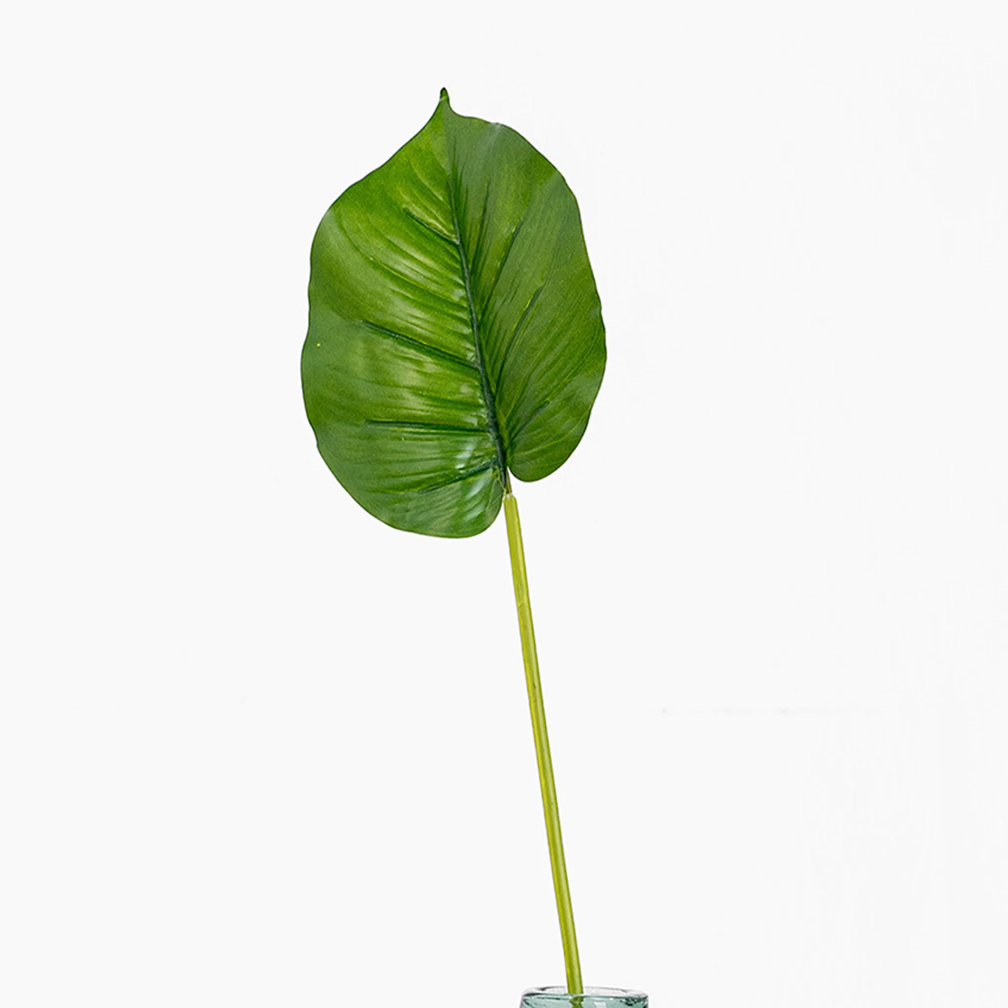 Pothos leaf stem - Image 3