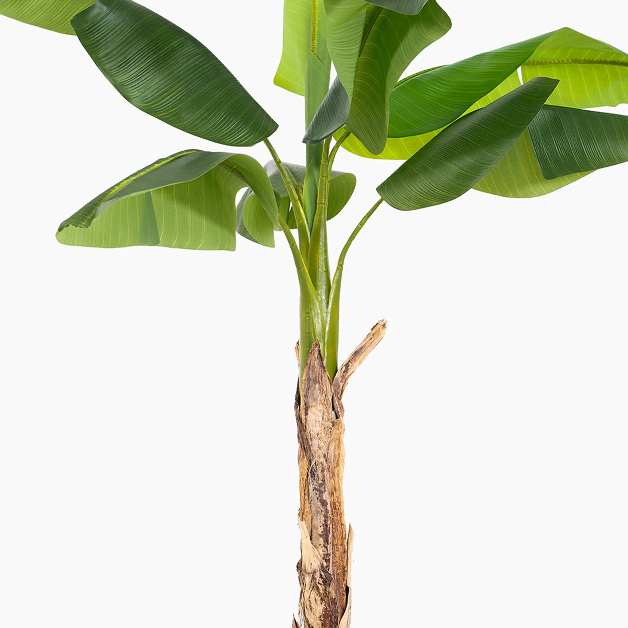 Musa banana tree - Image 3