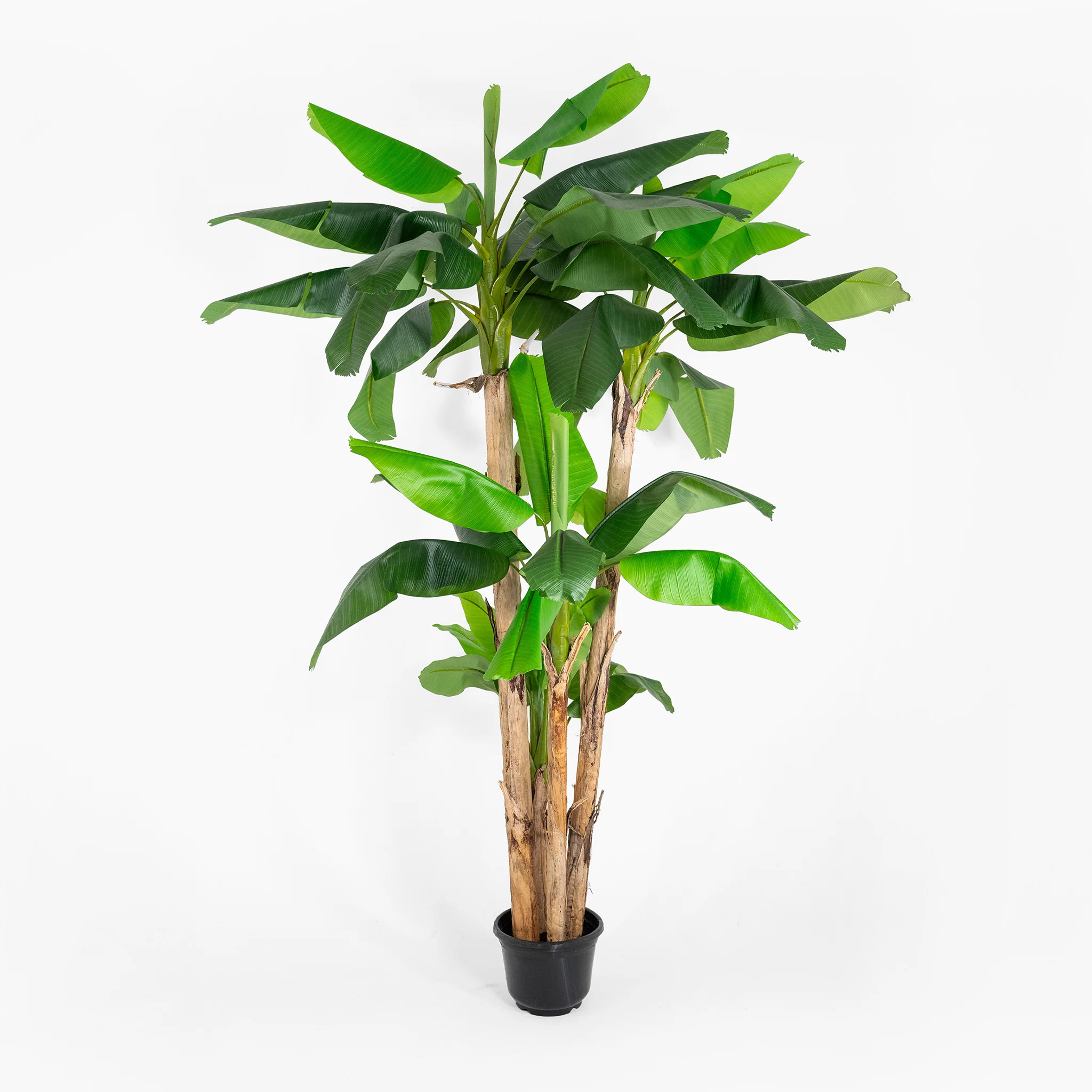 Musa basjoo tree - Image 4