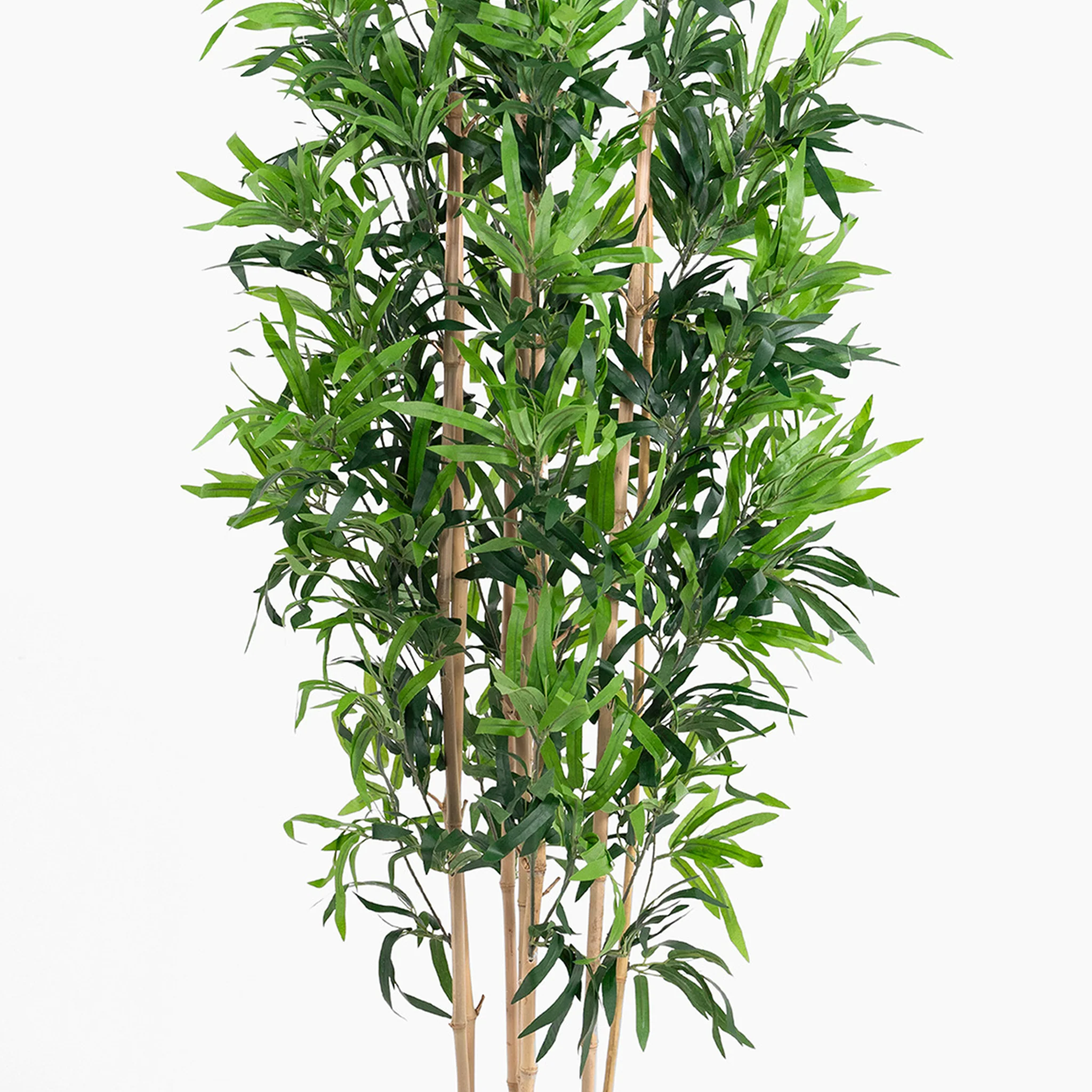 Oriental bamboo - Image 5