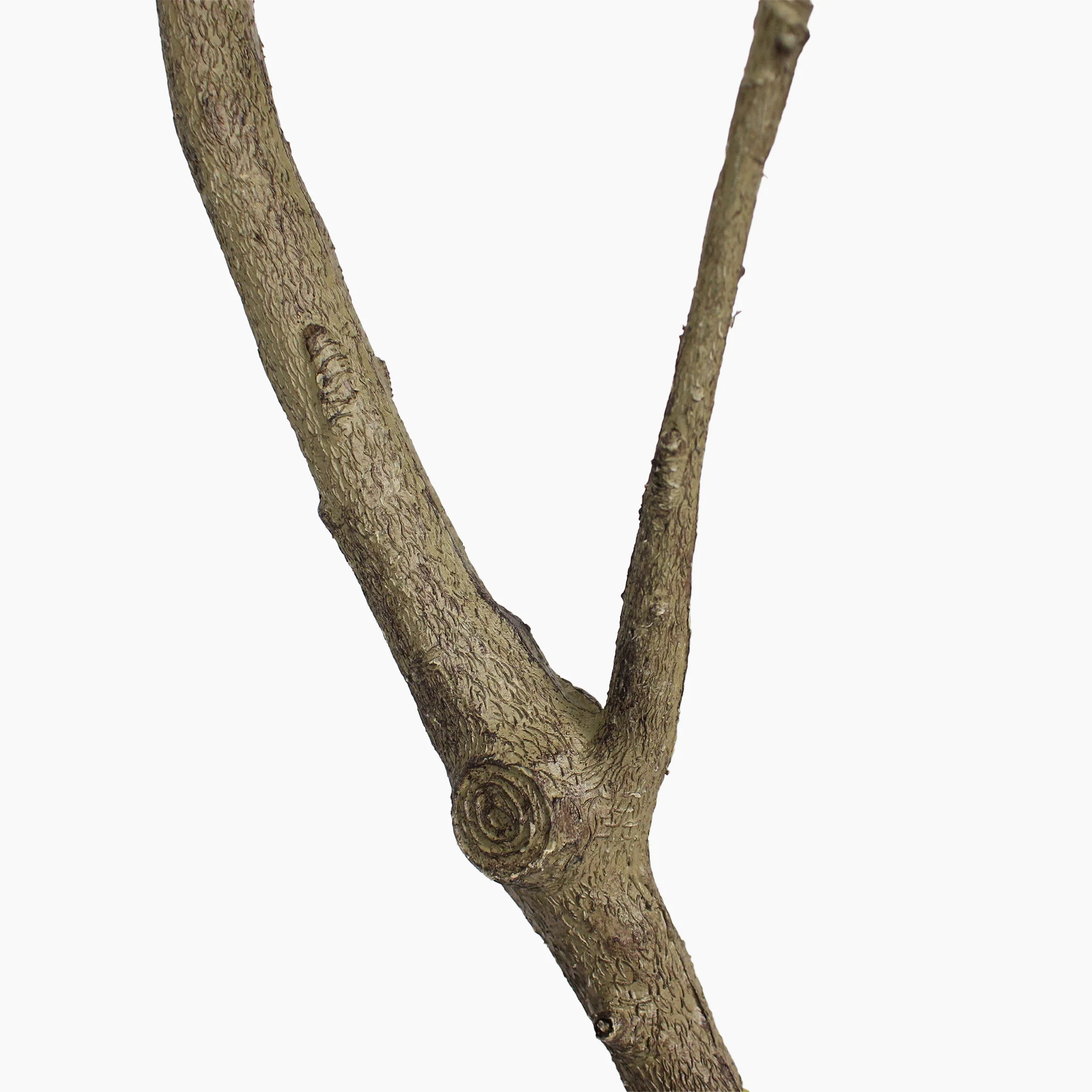 Oriental lacquer tree - Image 4