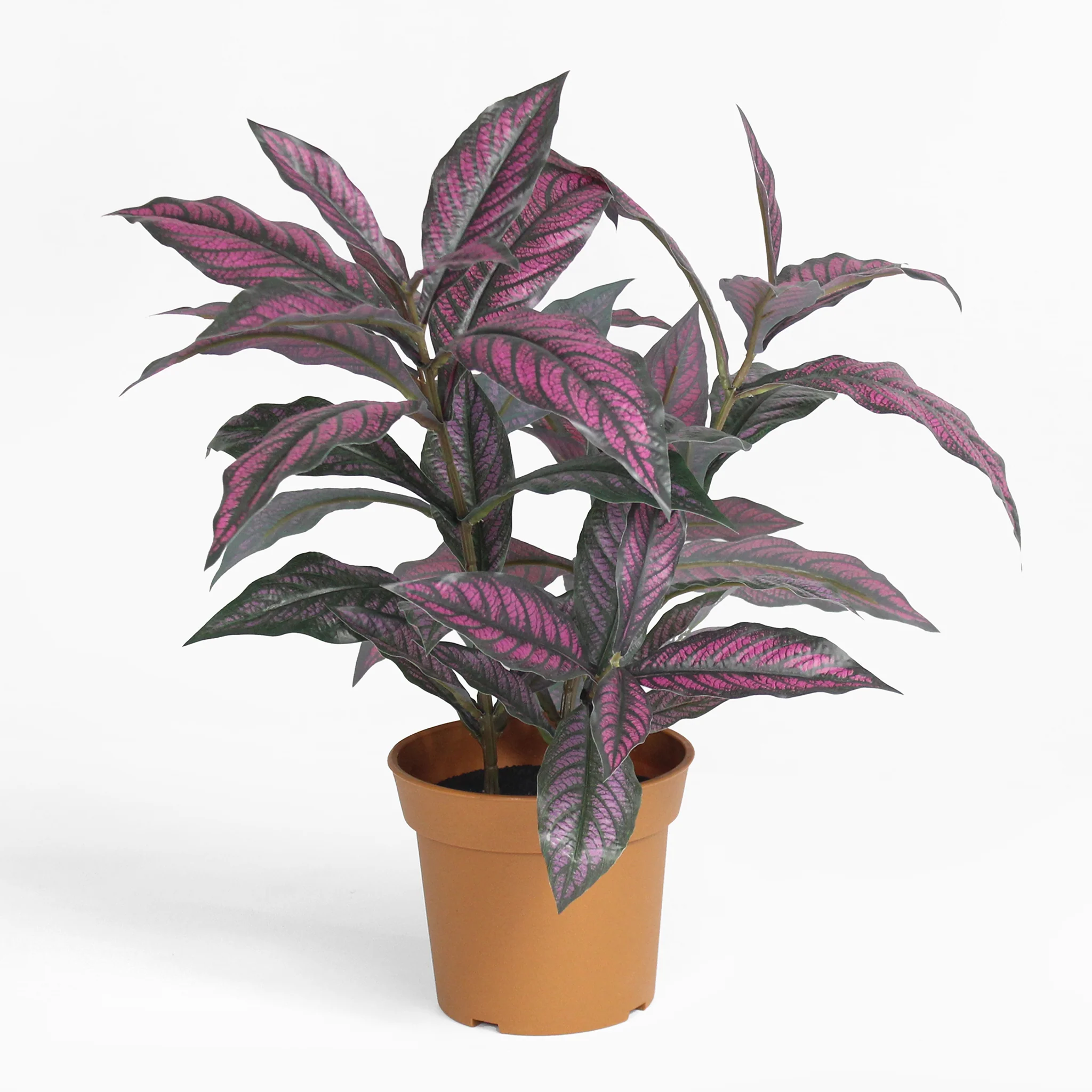 Persian shield - Image 3