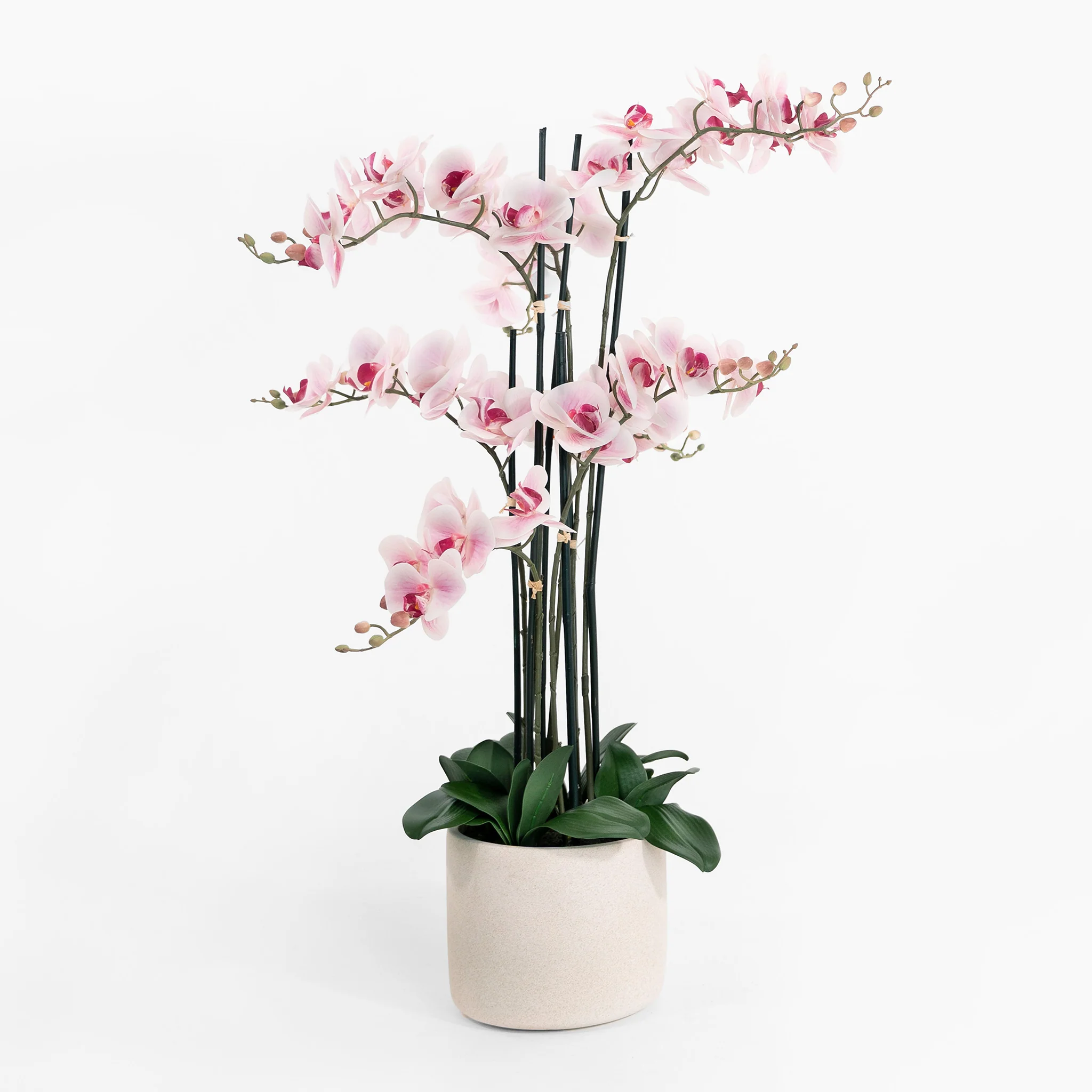 Phalaenopsis blume orchid - Image 4