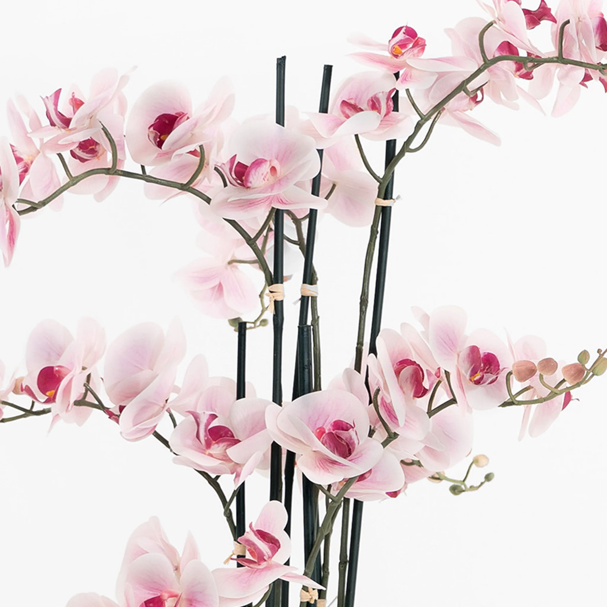 Phalaenopsis blume orchid - Image 5