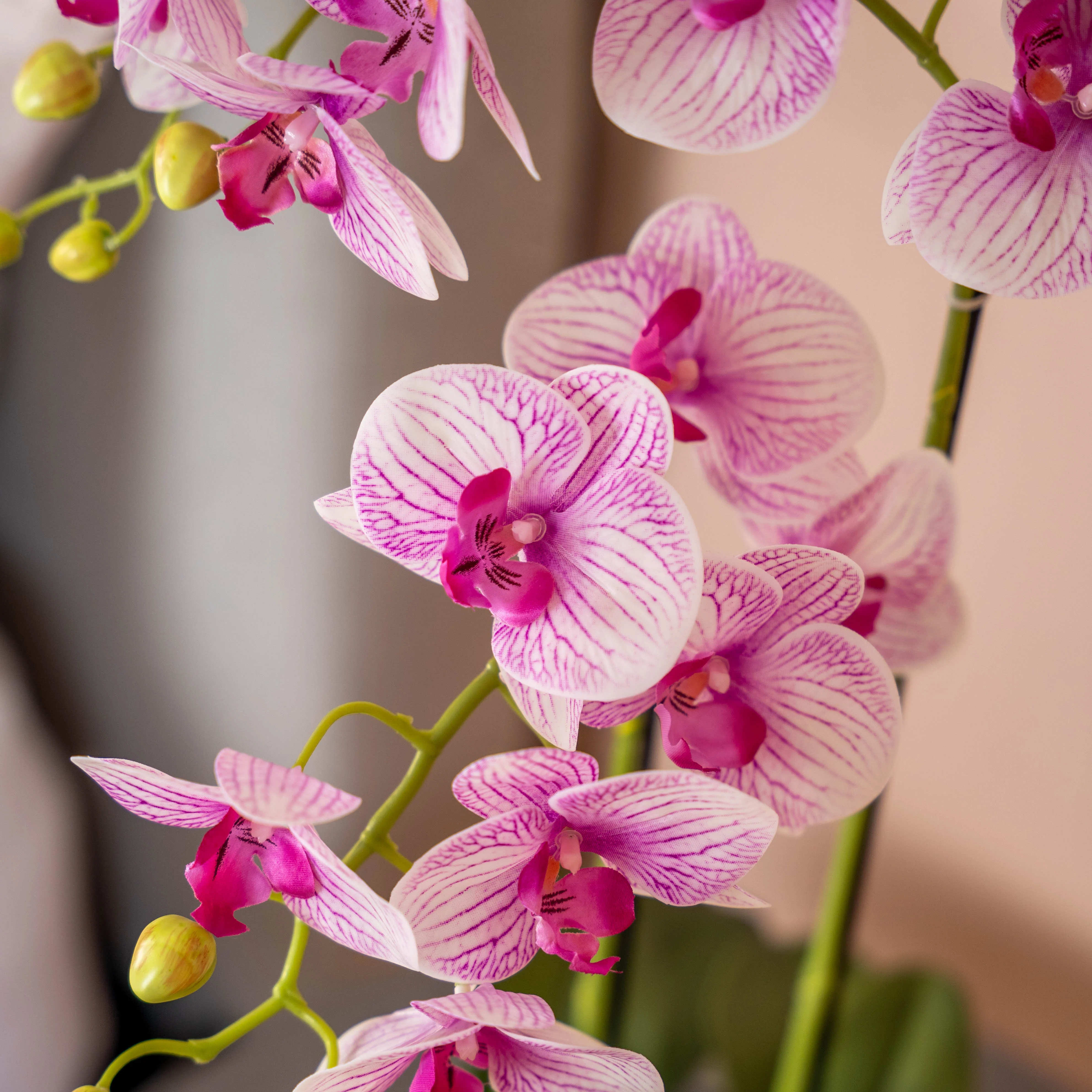 Phalaenopsis orchid - Image 4