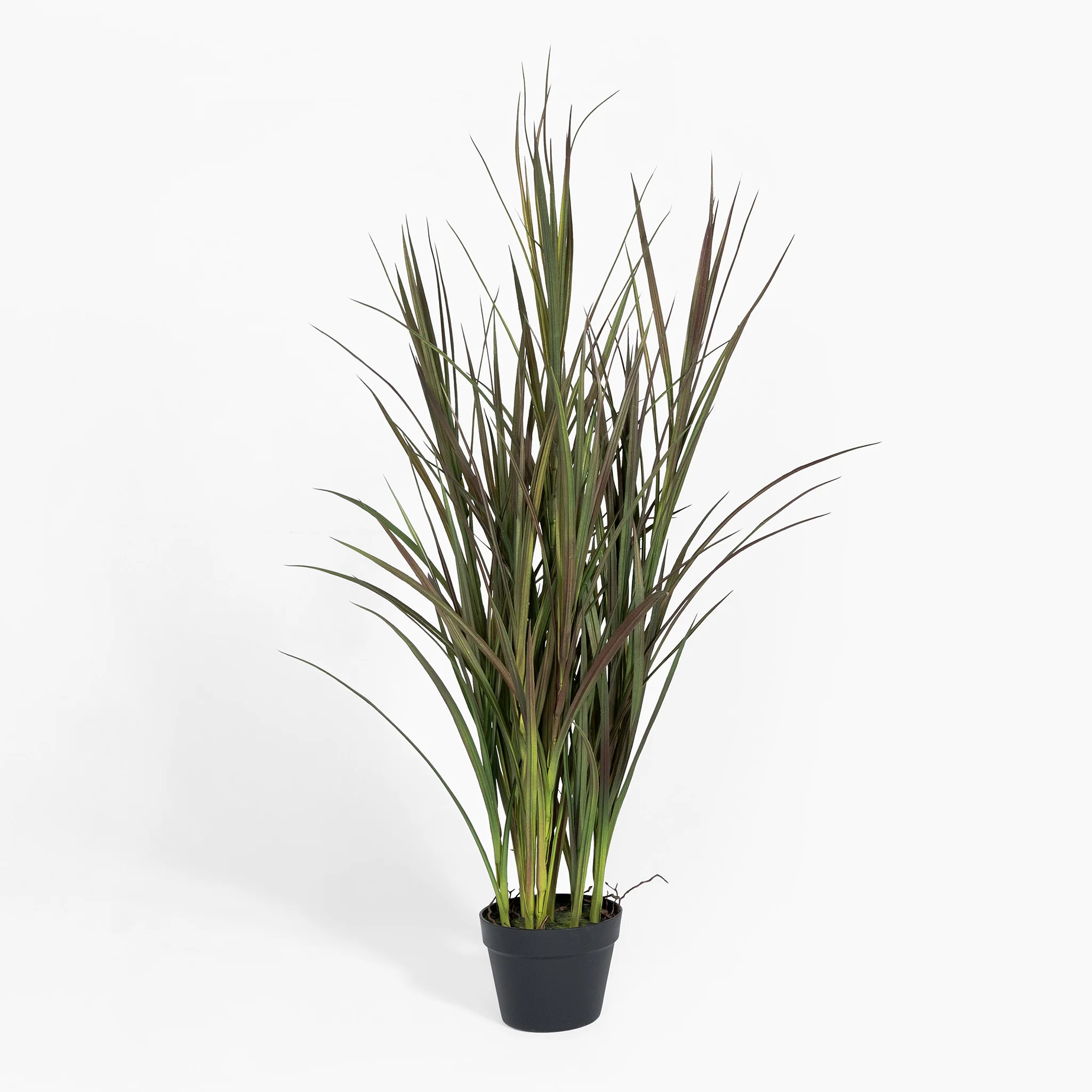 Phormium grass - Image 2