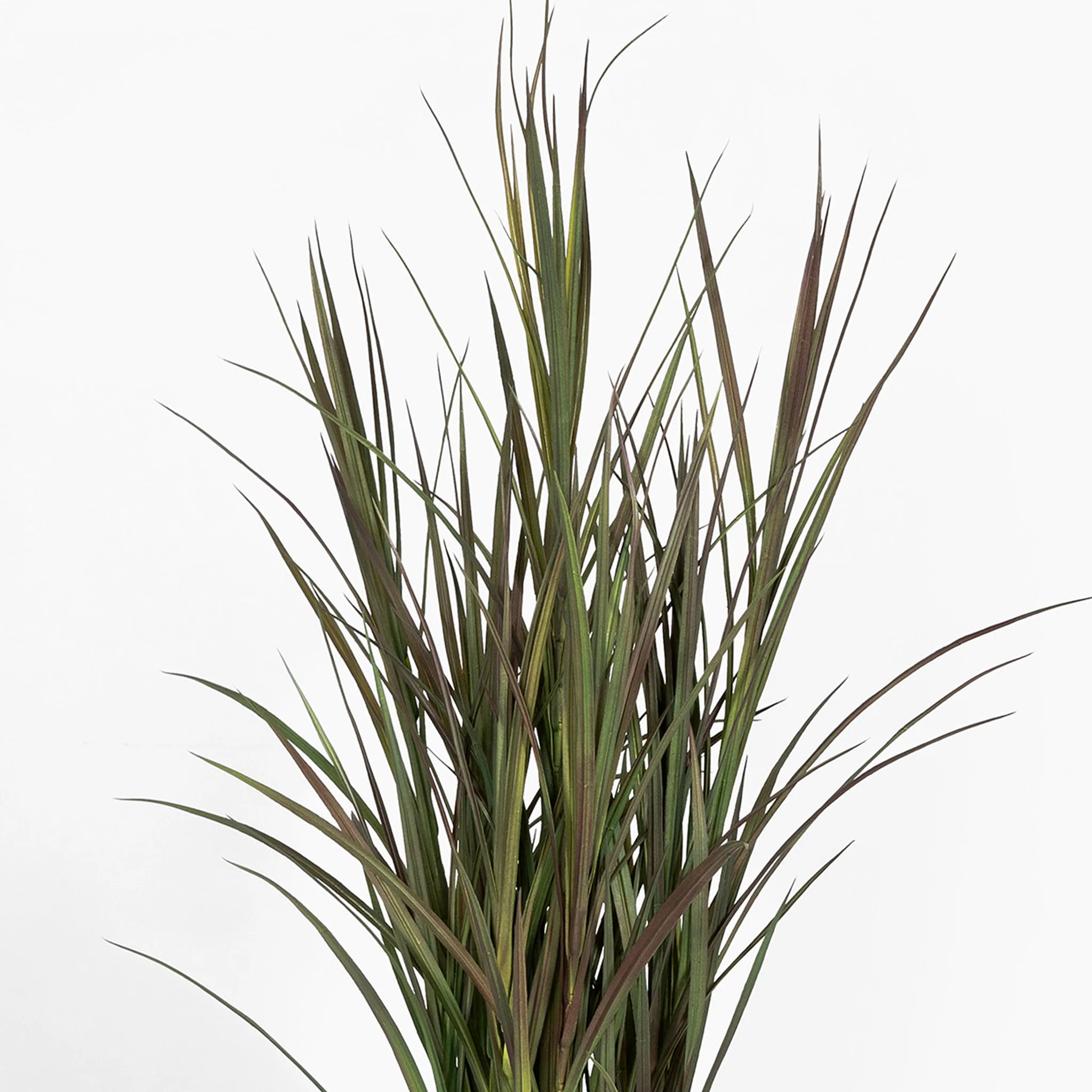 Phormium grass - Image 3