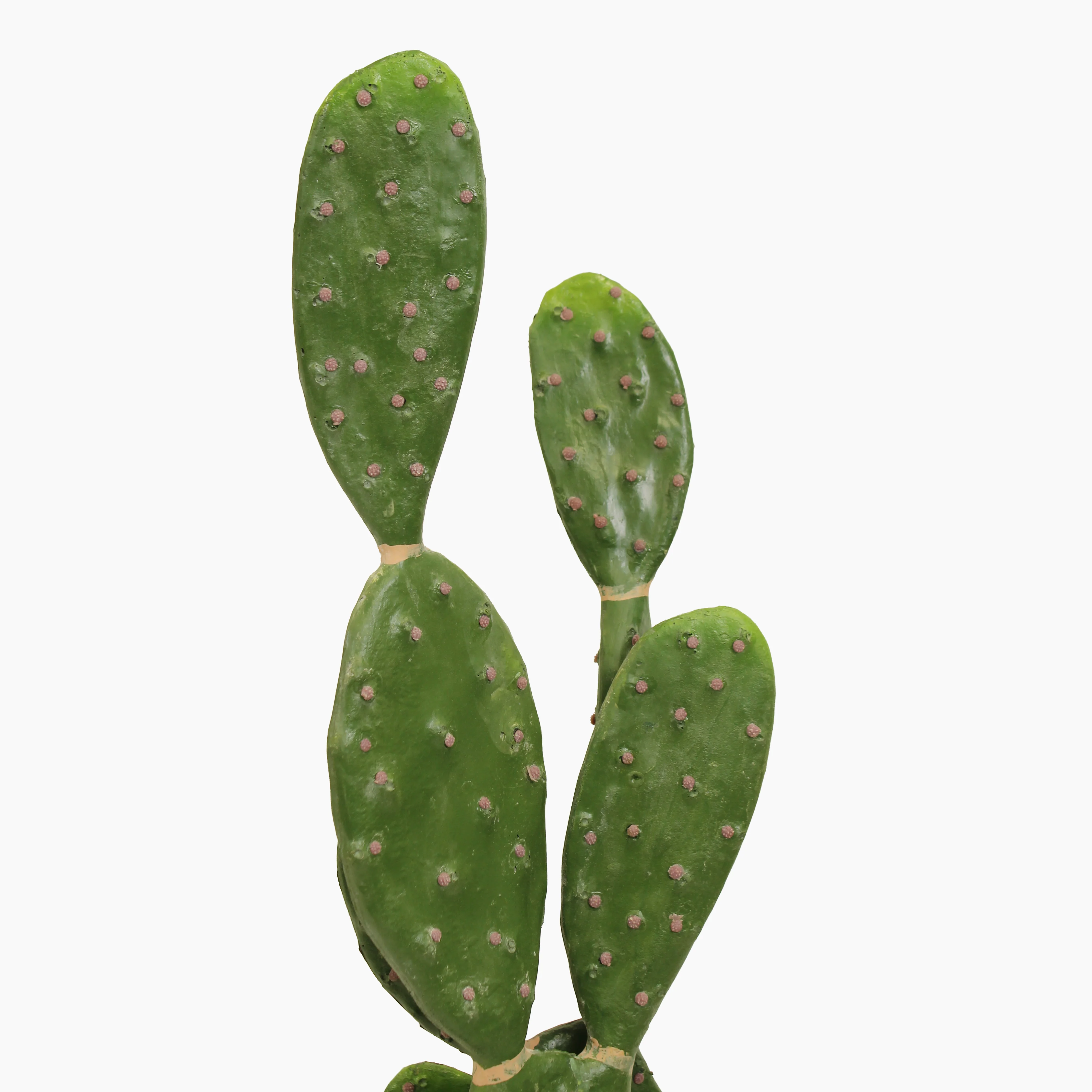 Prickly pear cactus - Image 3