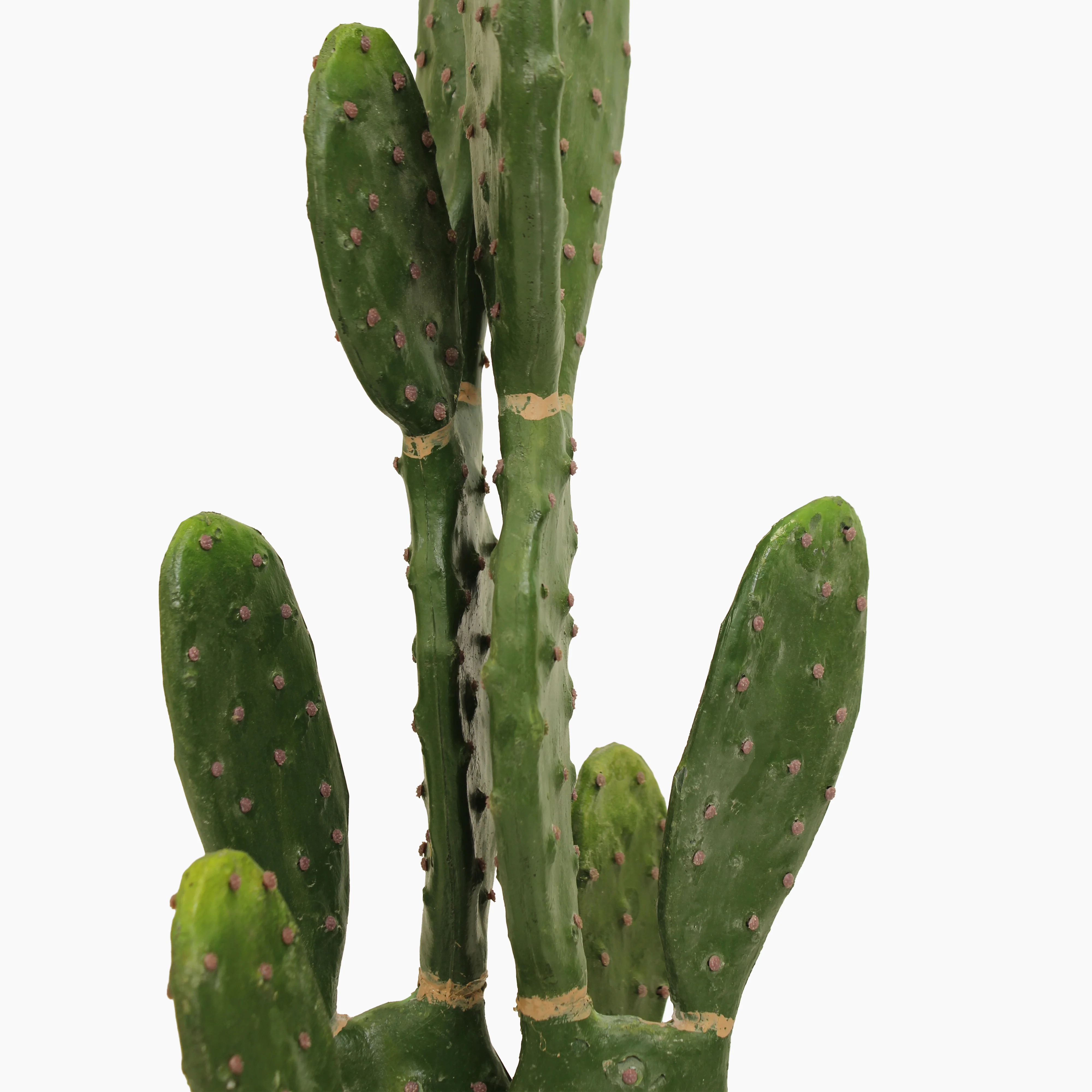 Prickly pear cactus - Image 4