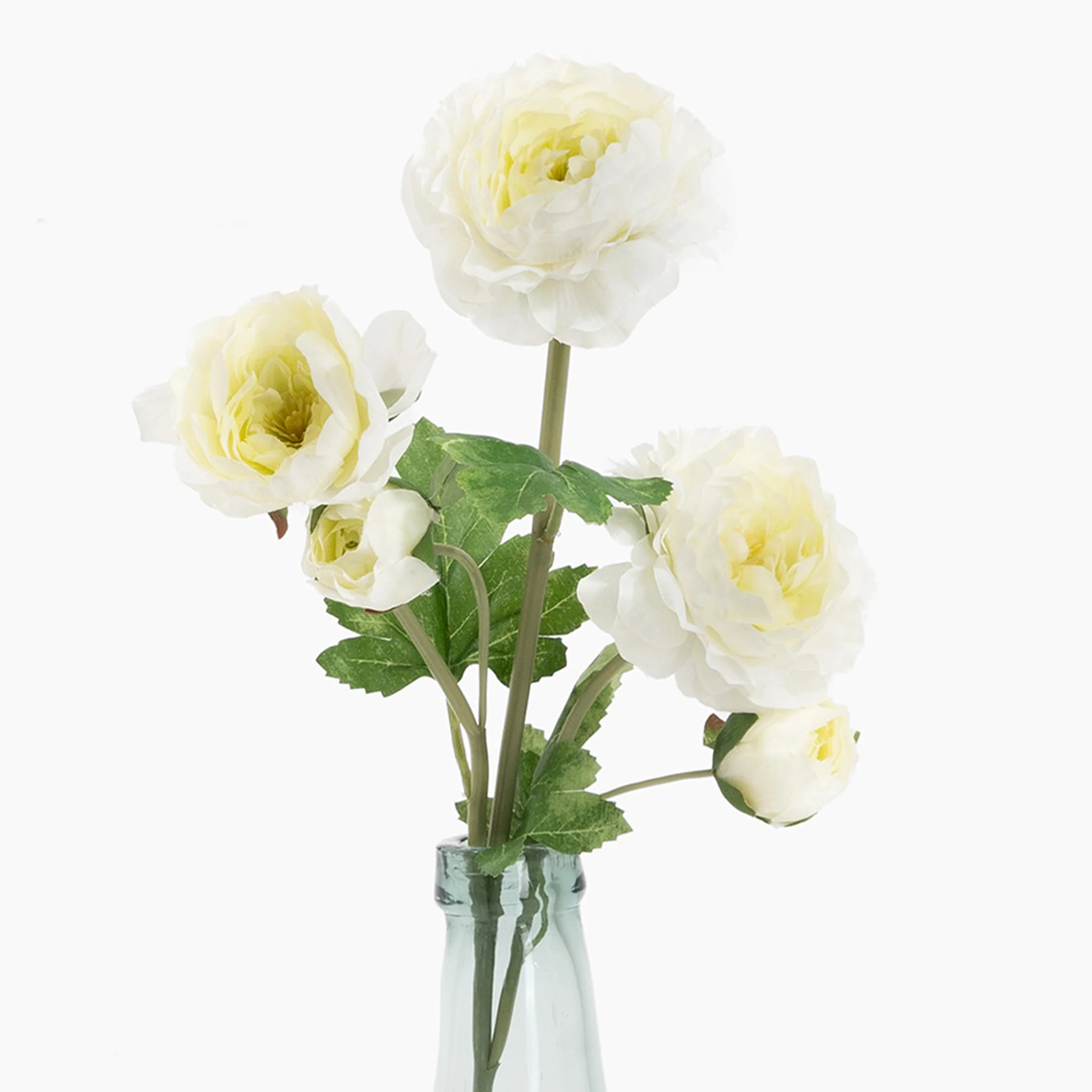 Ranunculus stem - Image 9