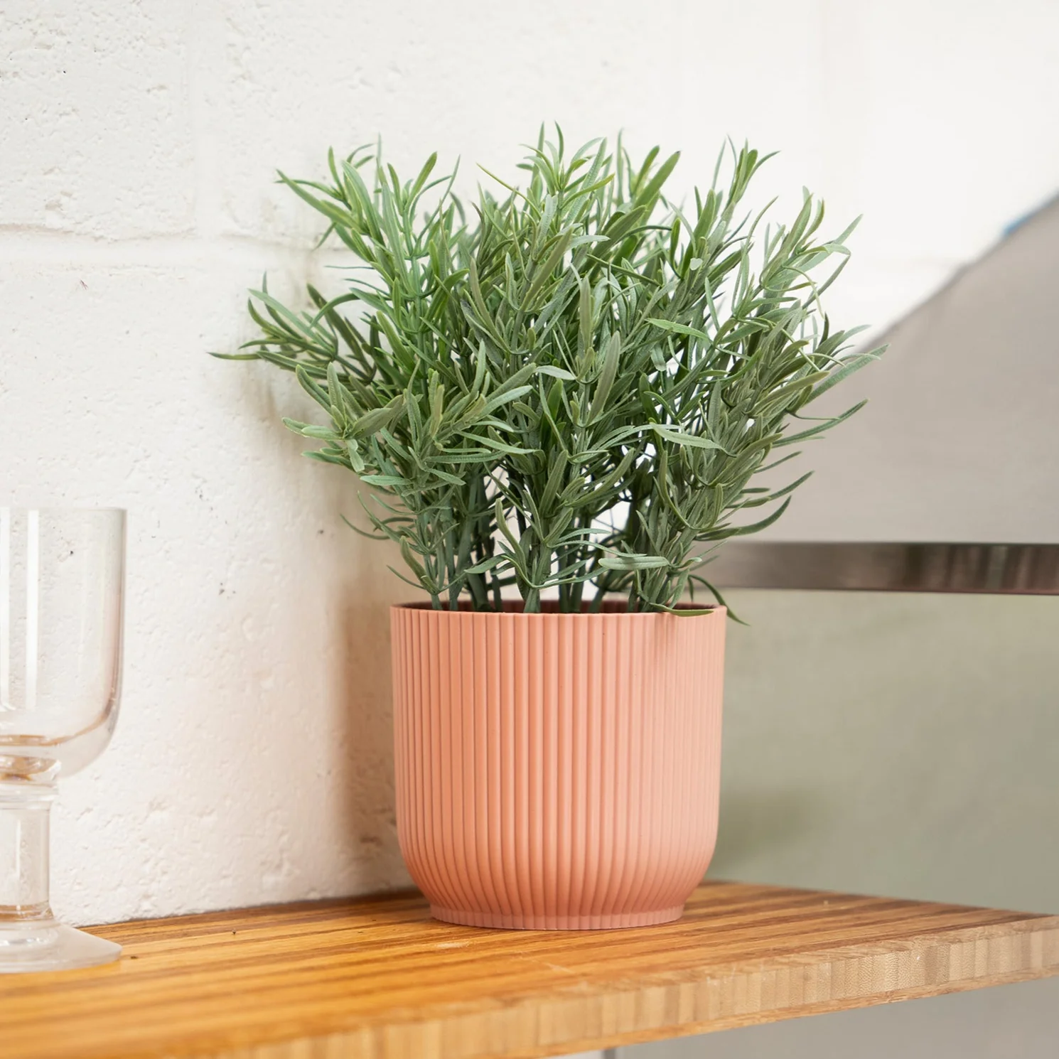 Rosemary - Image 2
