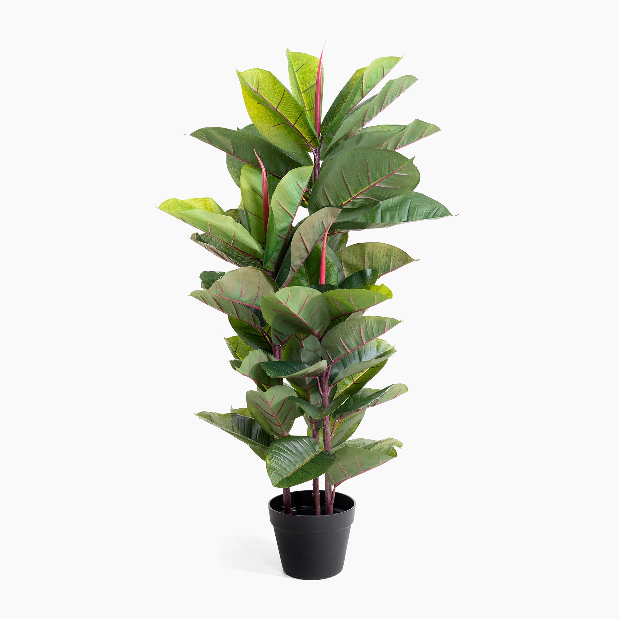 Rubber tree - Image 2