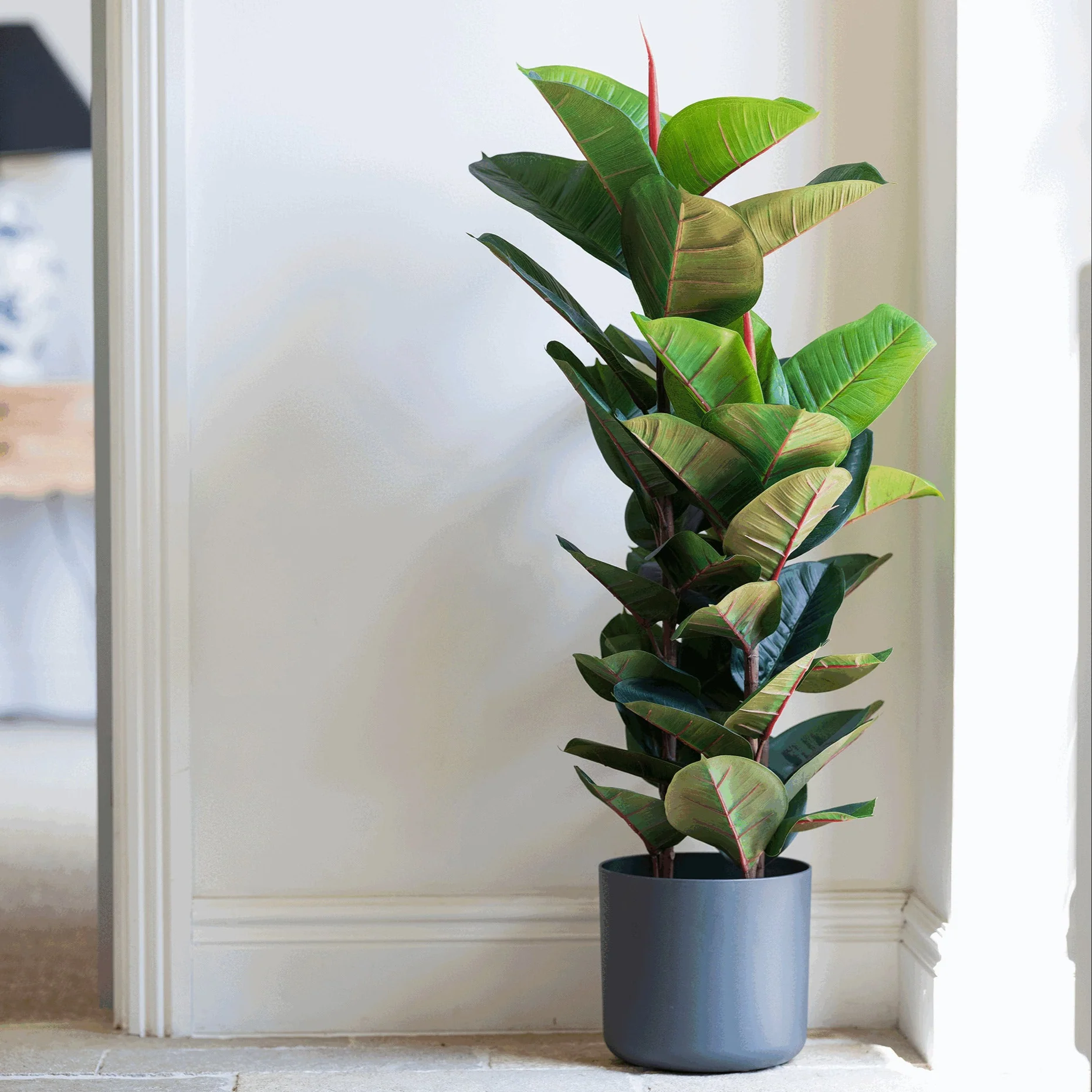 Rubber tree - Image 3