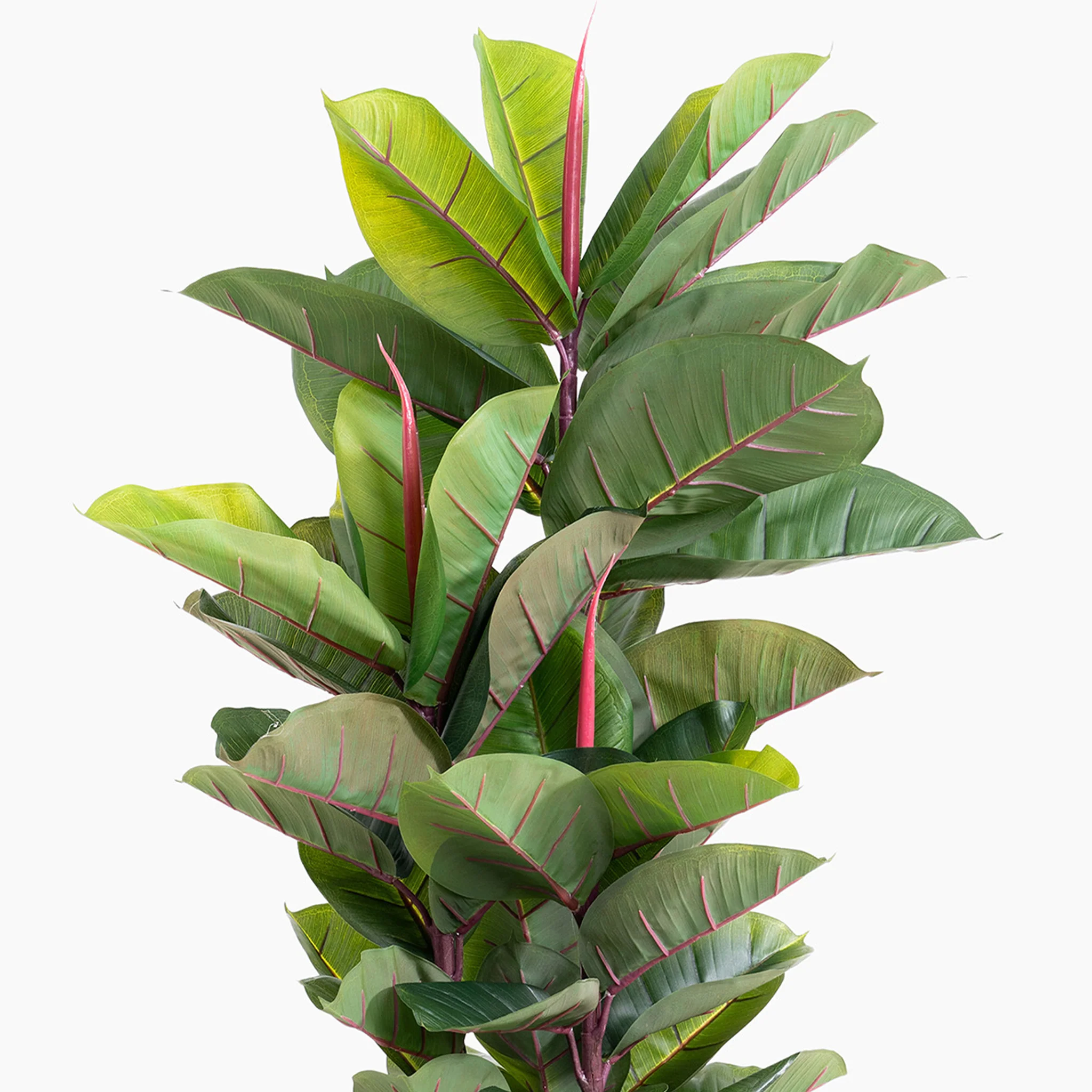 Rubber tree - Image 5