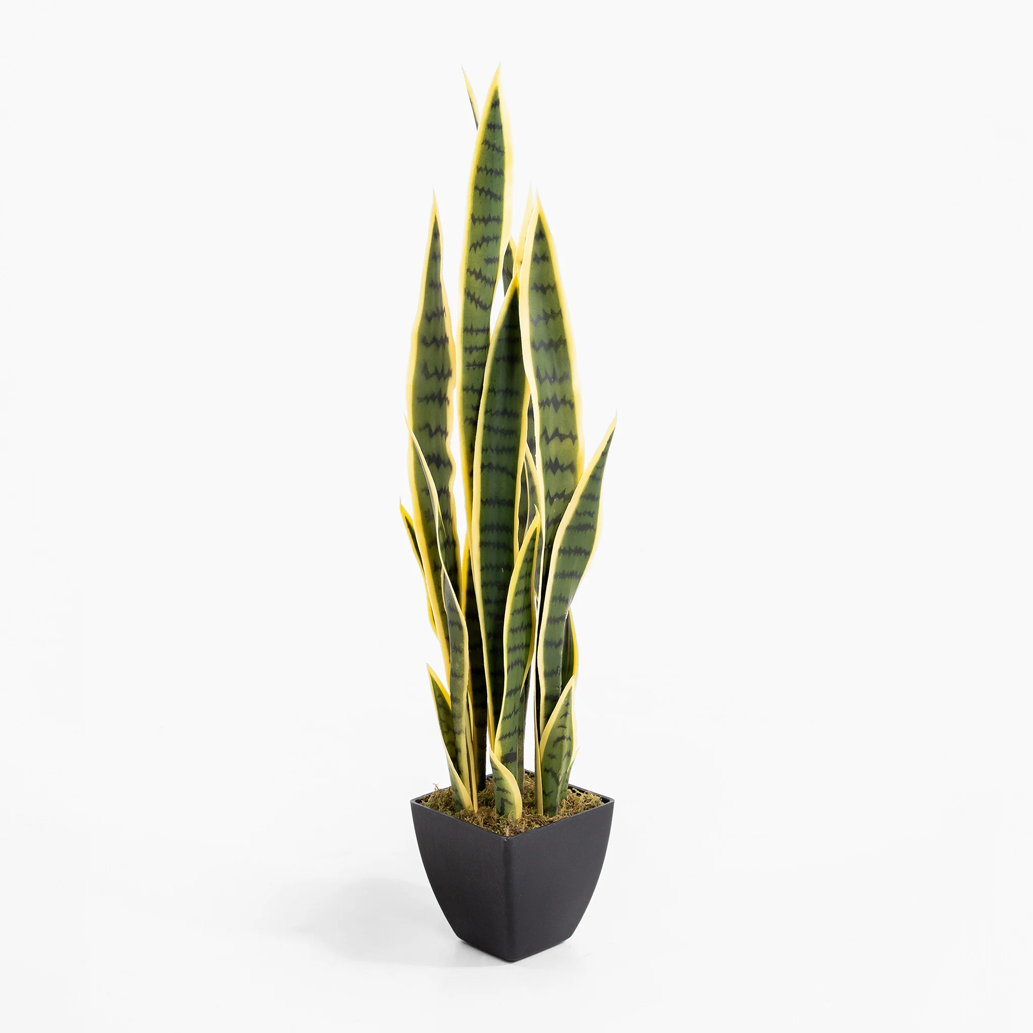 Sansevieria - Image 4