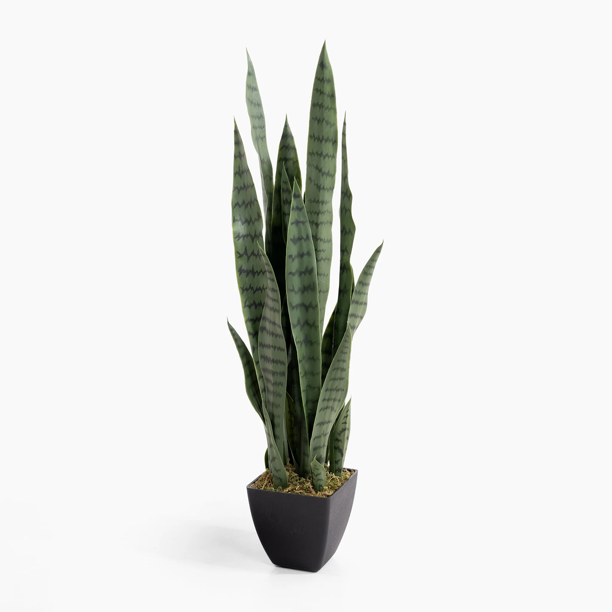 Sansevieria - Image 8