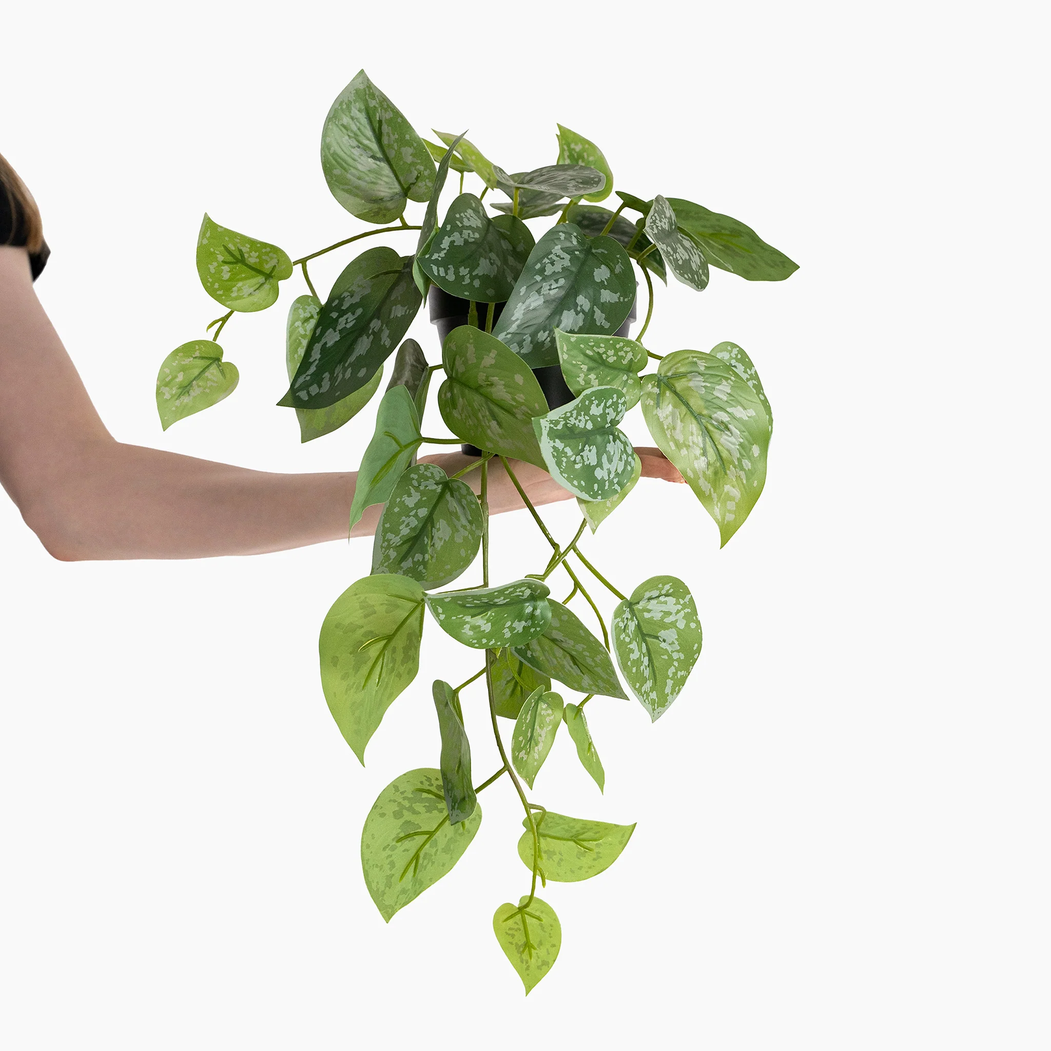 Satin pothos