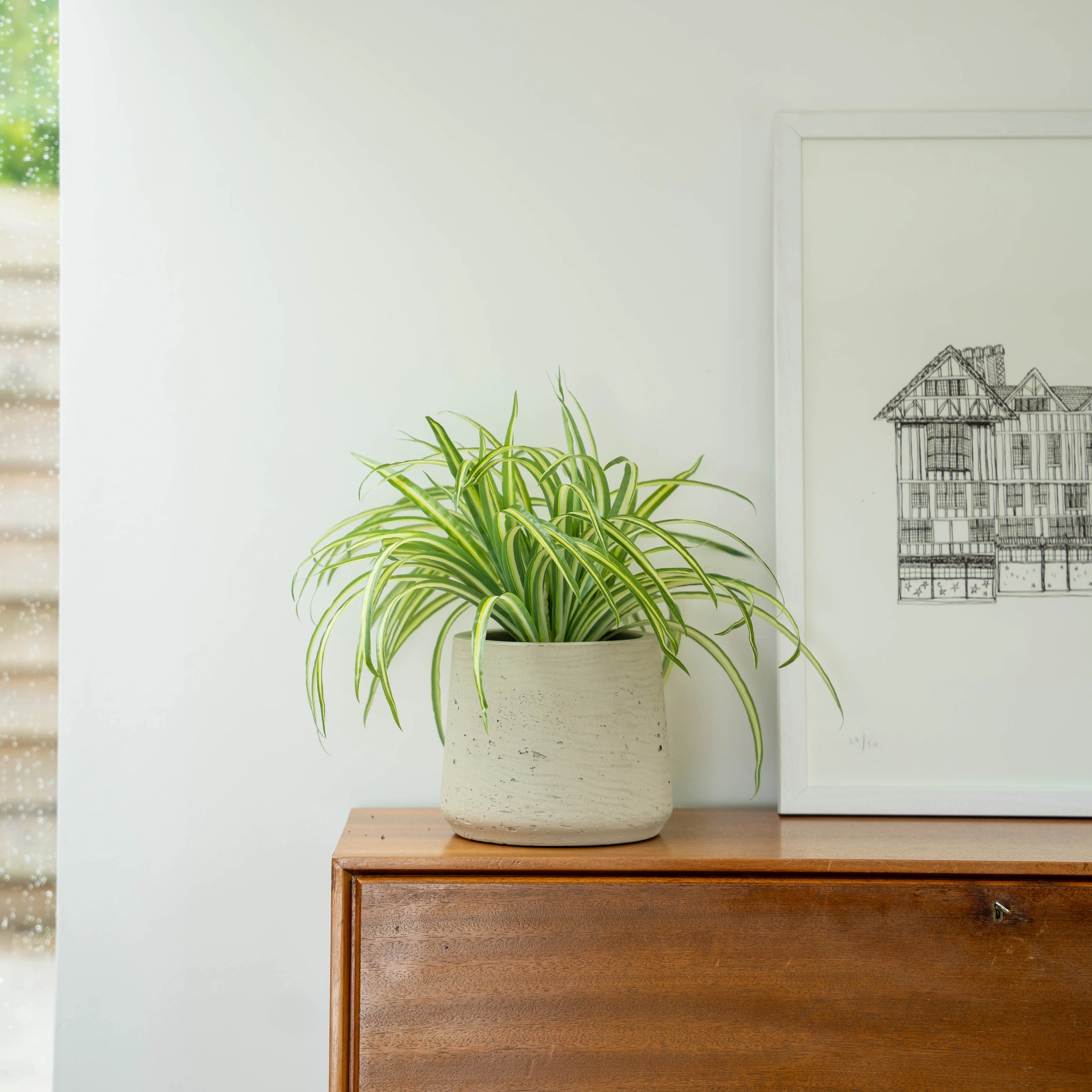 Spider plant - Image 3