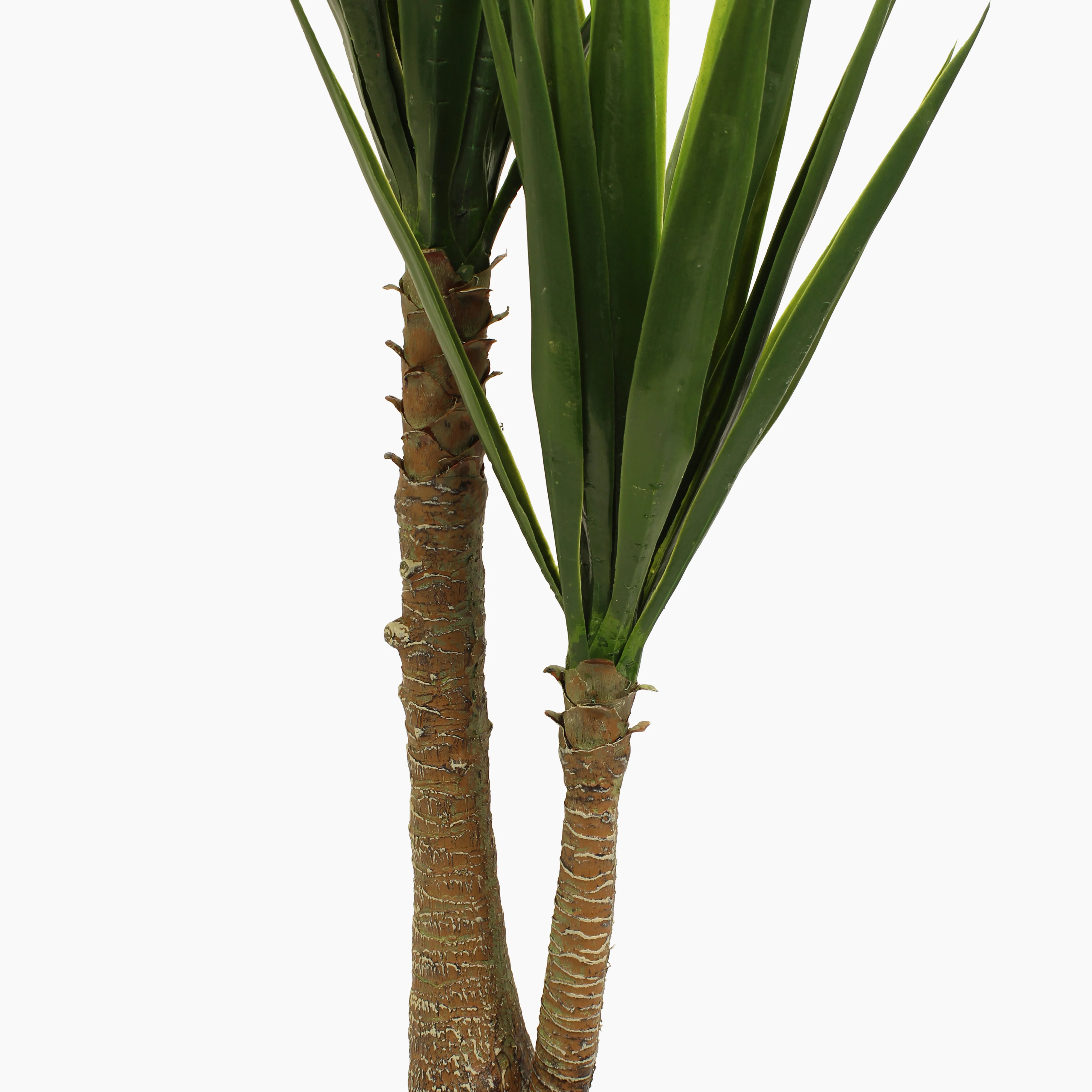 Spineless yucca - Image 3