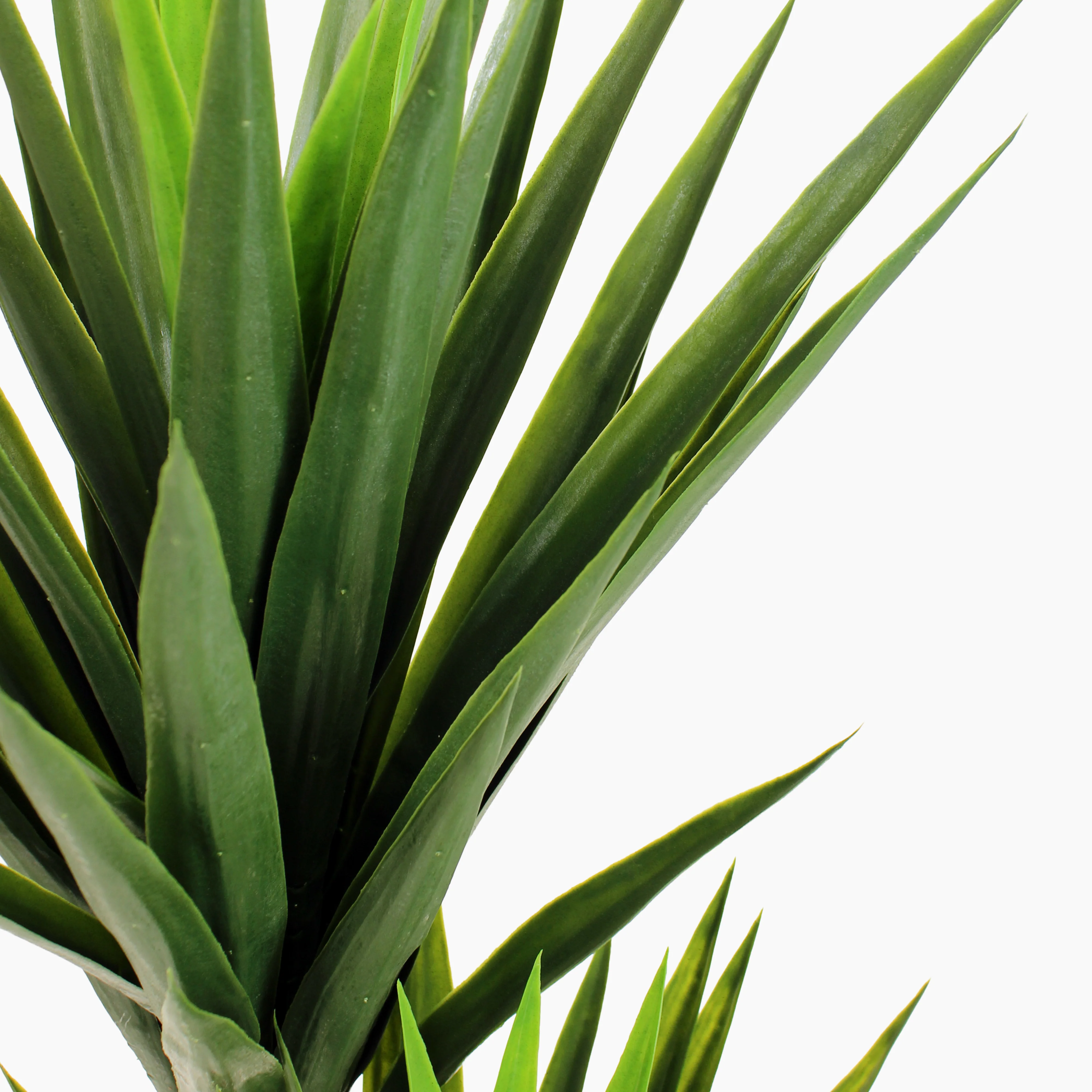 Spineless yucca - Image 4