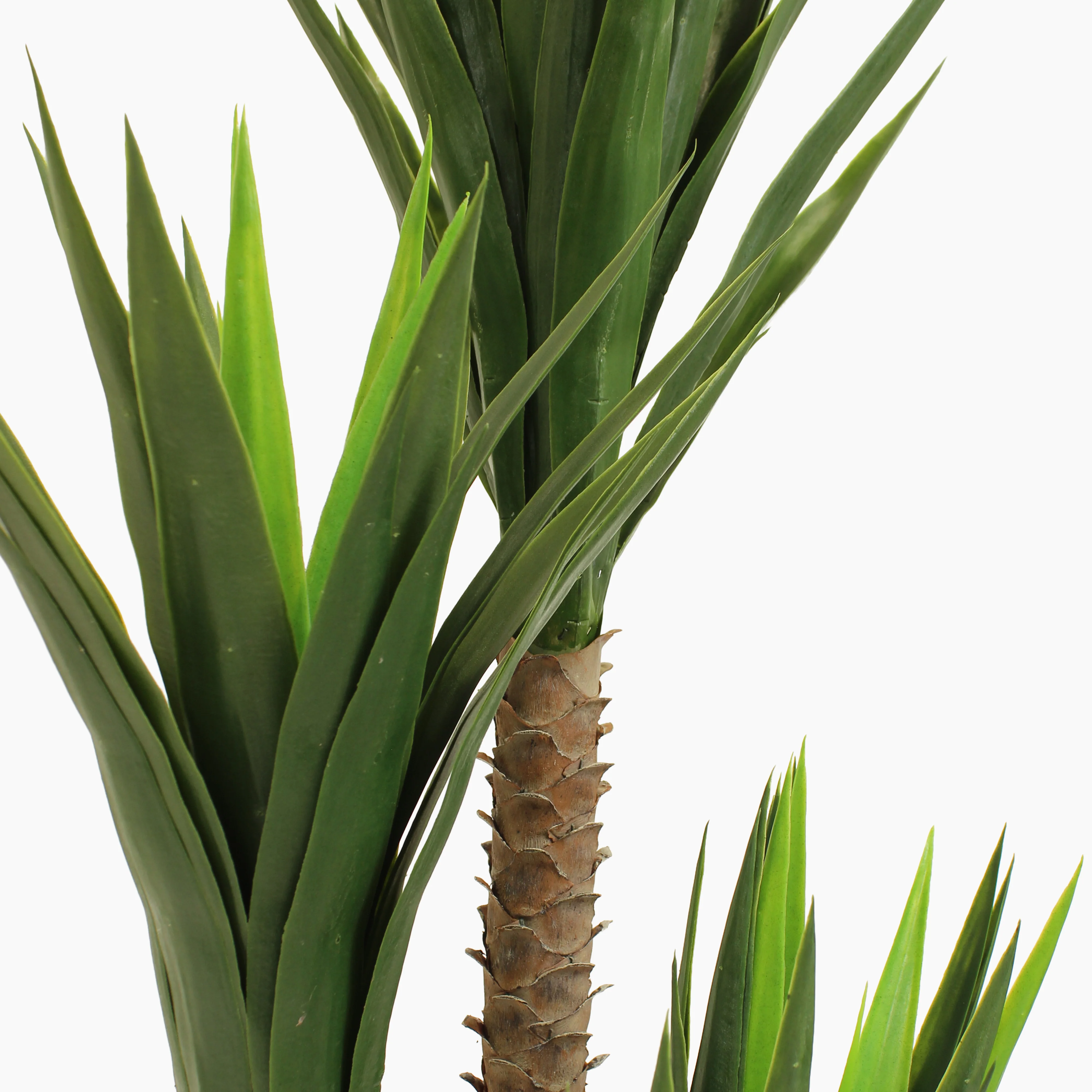 Spineless yucca - Image 7