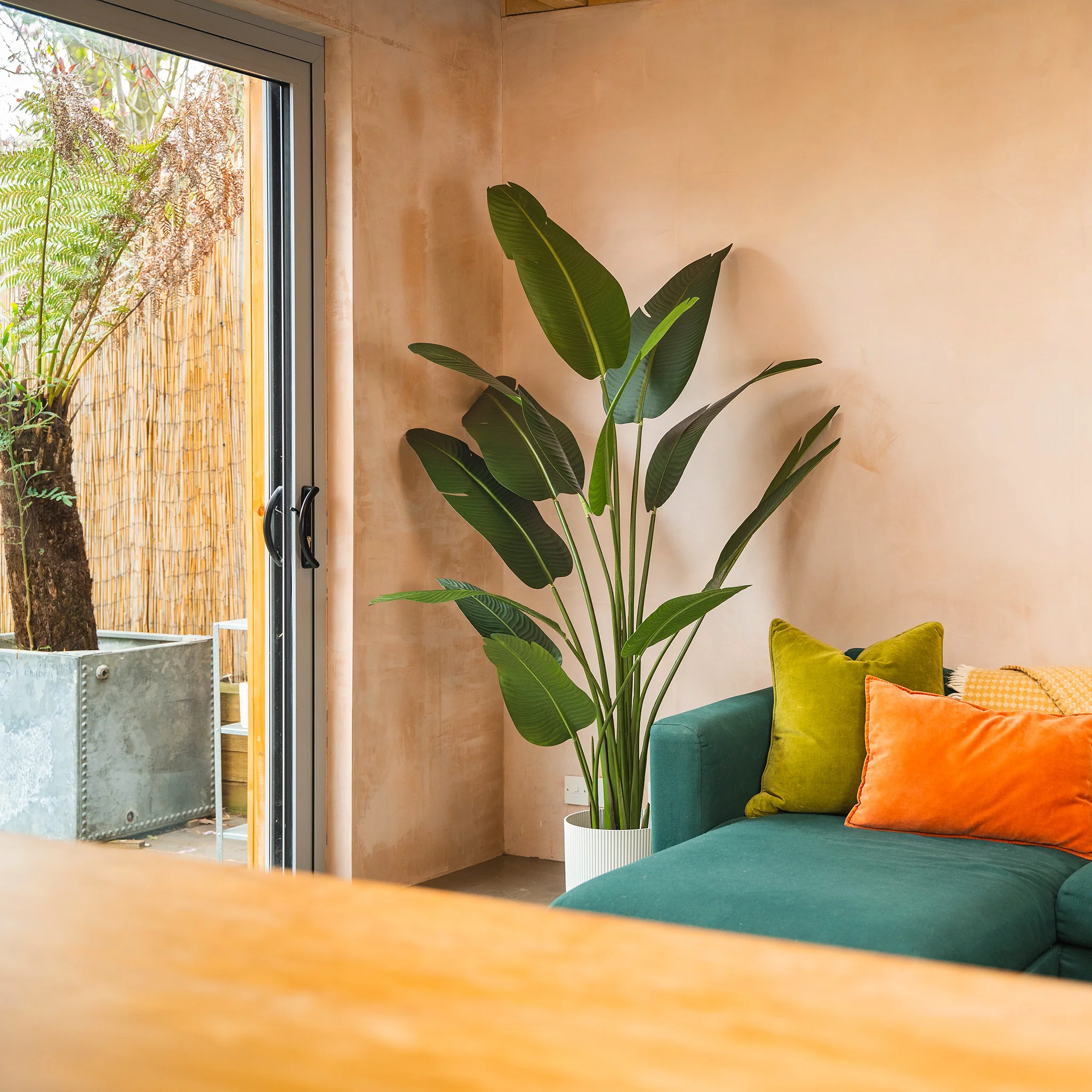 Strelitzia - Image 3