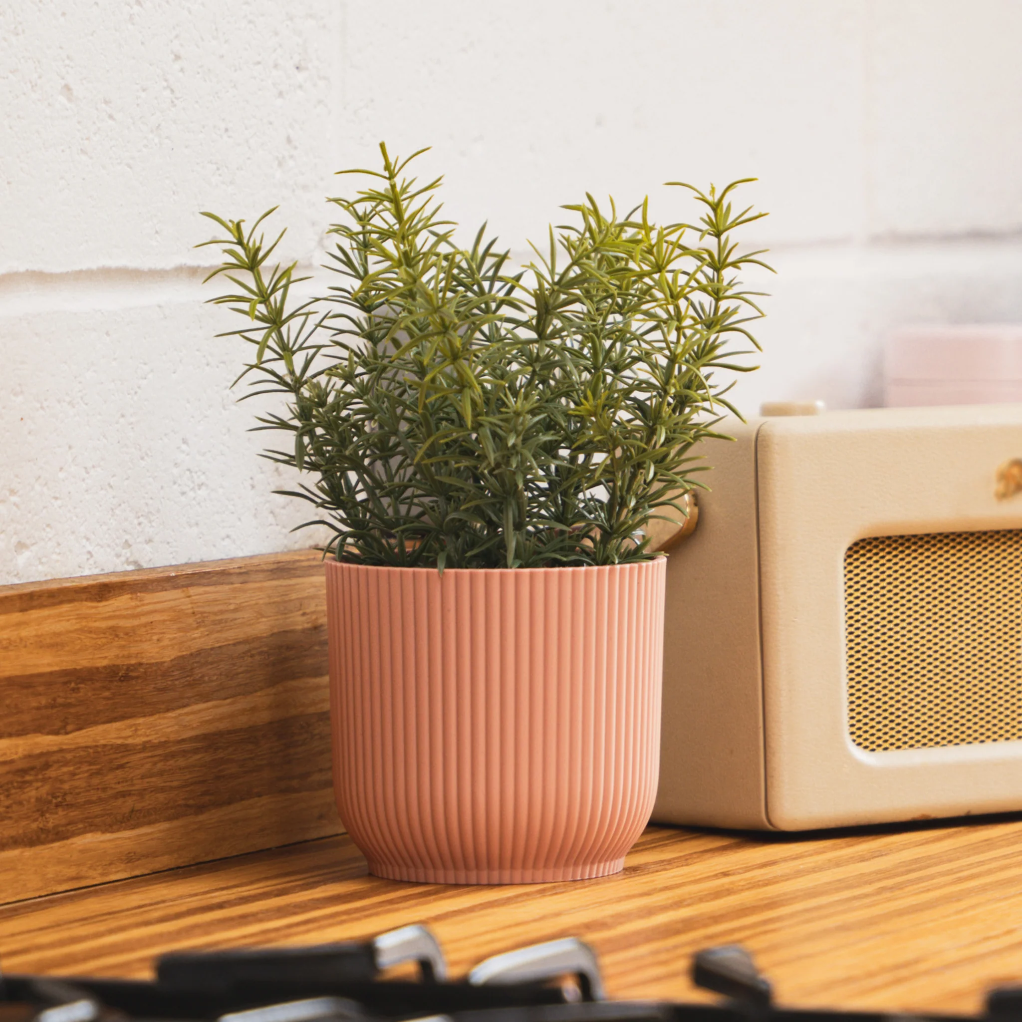 Thyme herb plant