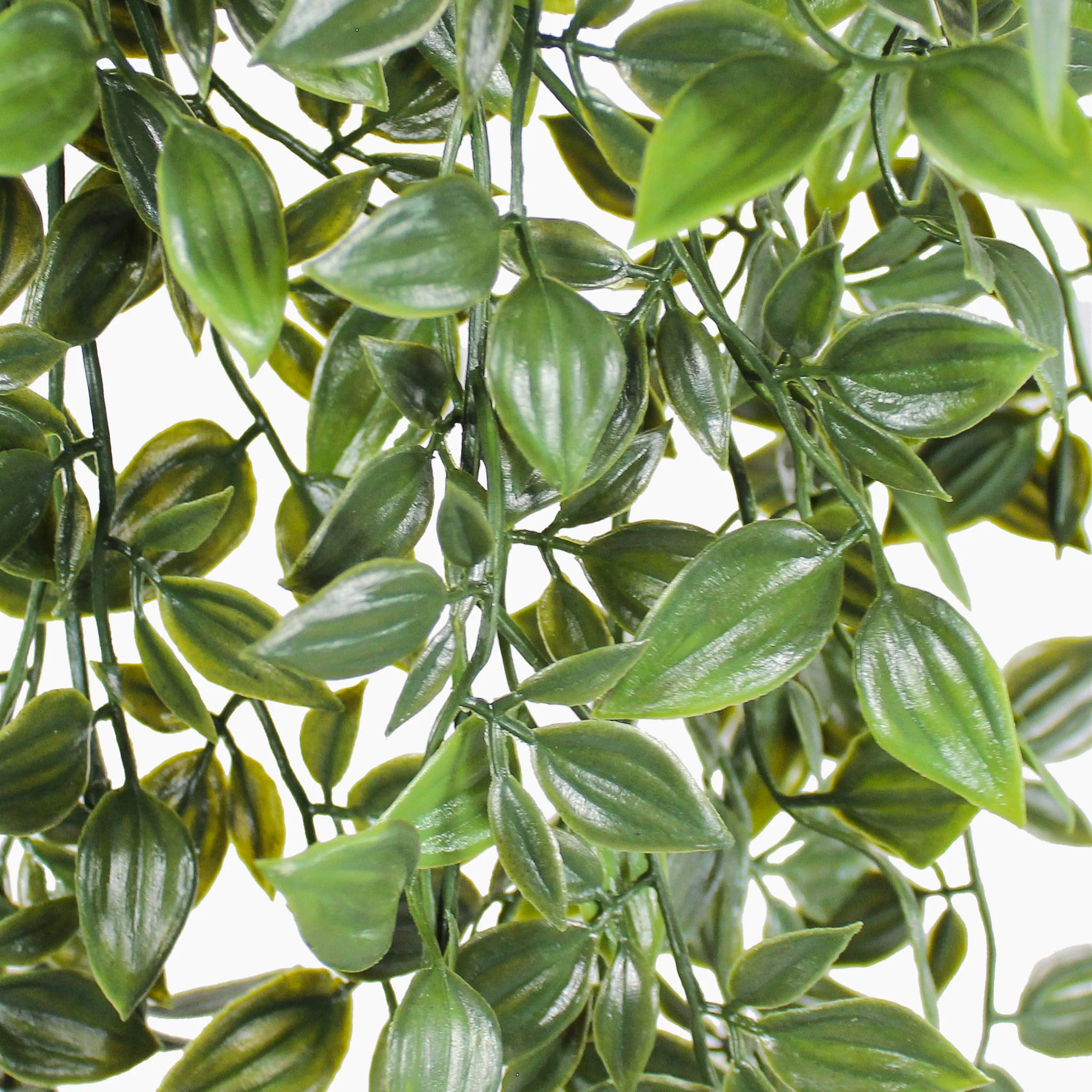 Trailing foliage - Image 3