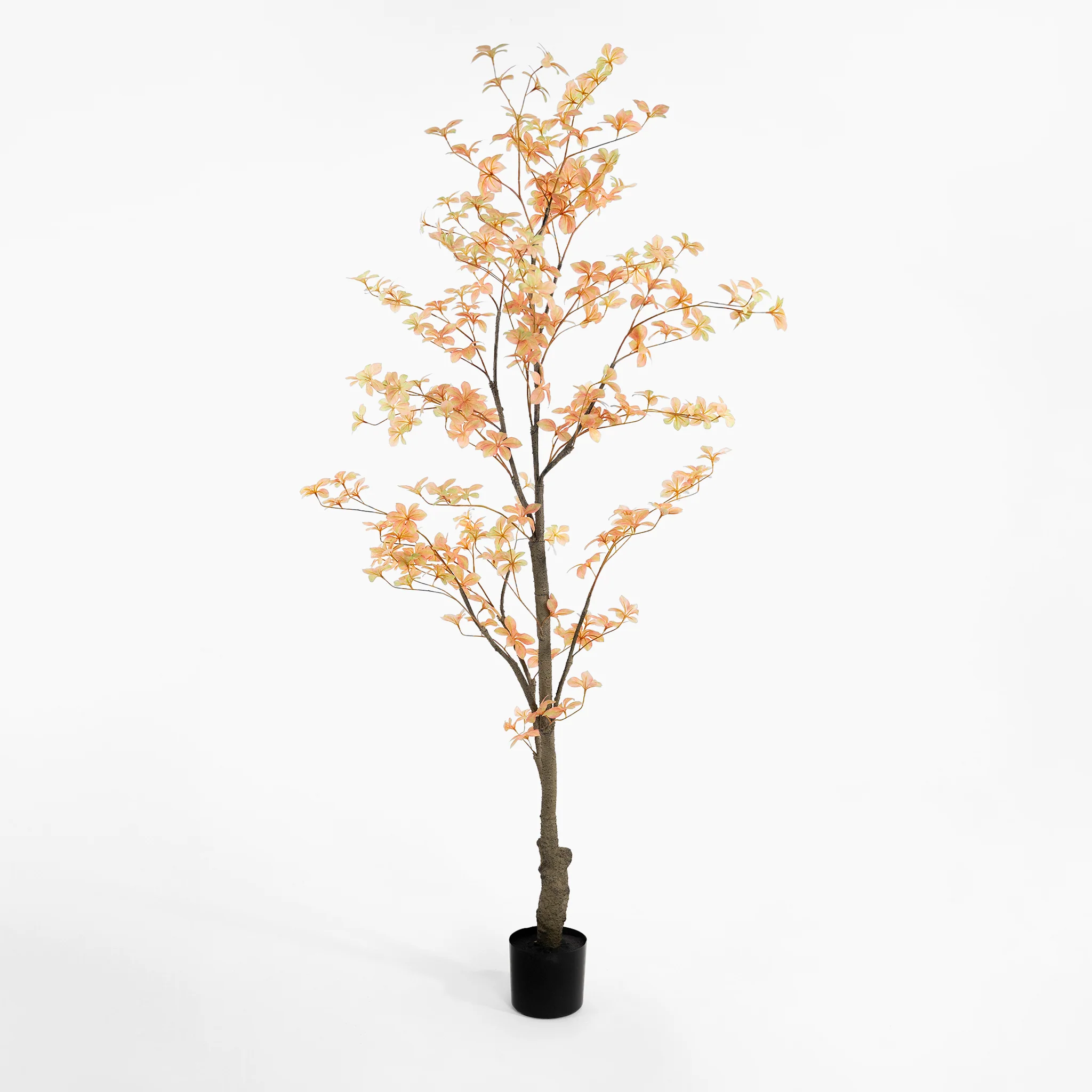 Tropaeolum tree - Image 4