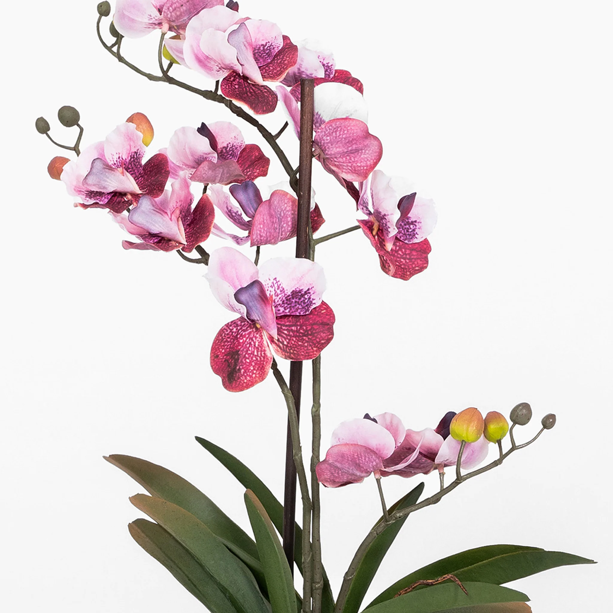 Vanda orchid - Image 4